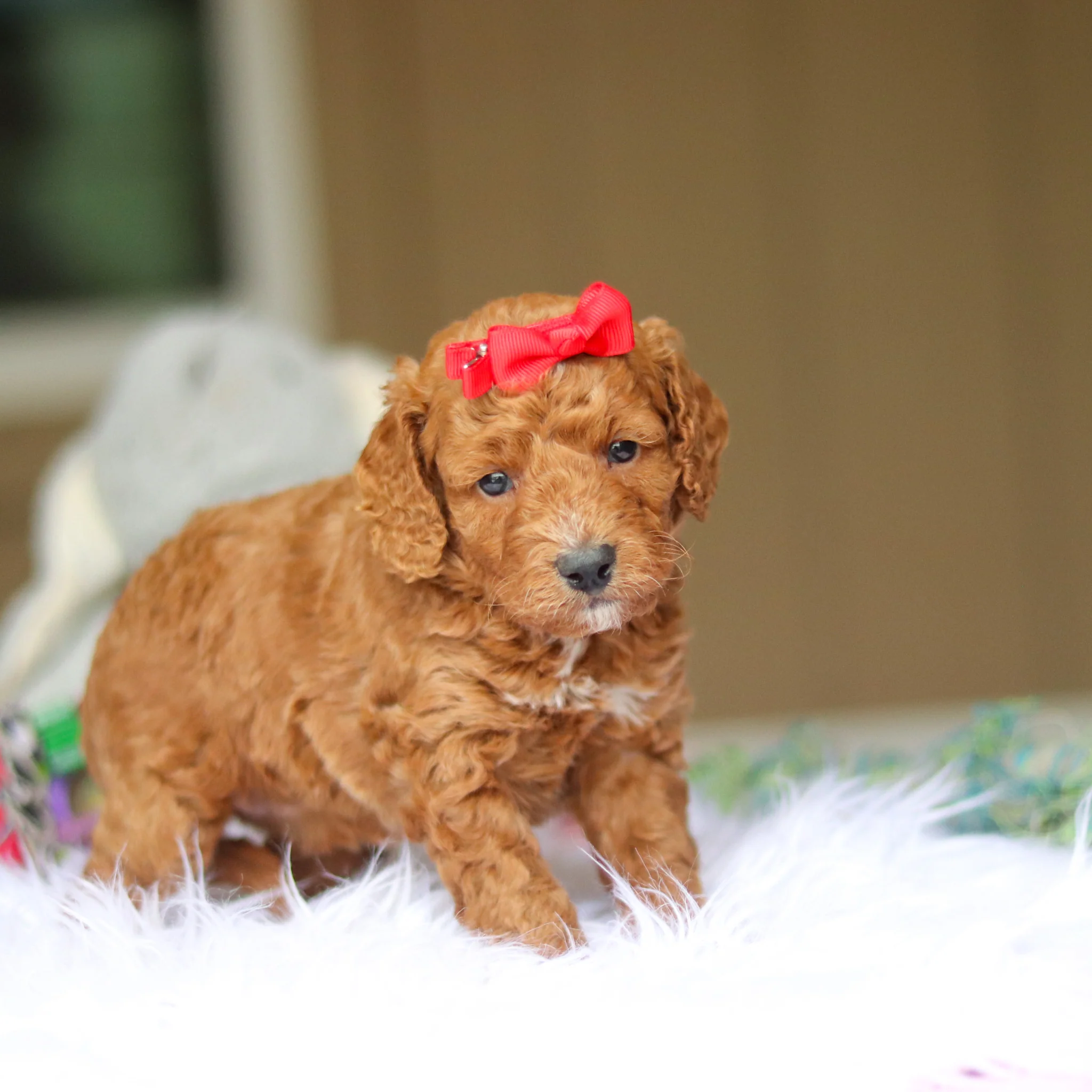 Nora - Available 6/4 - Image 2