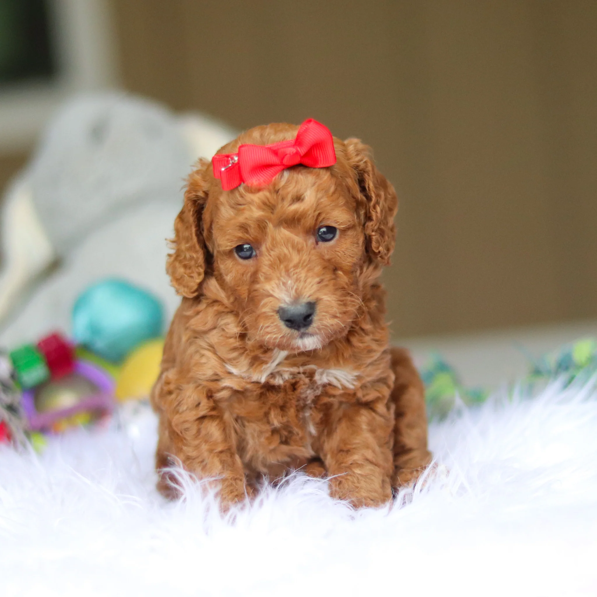 Nora - Available 6/4 - Image 3