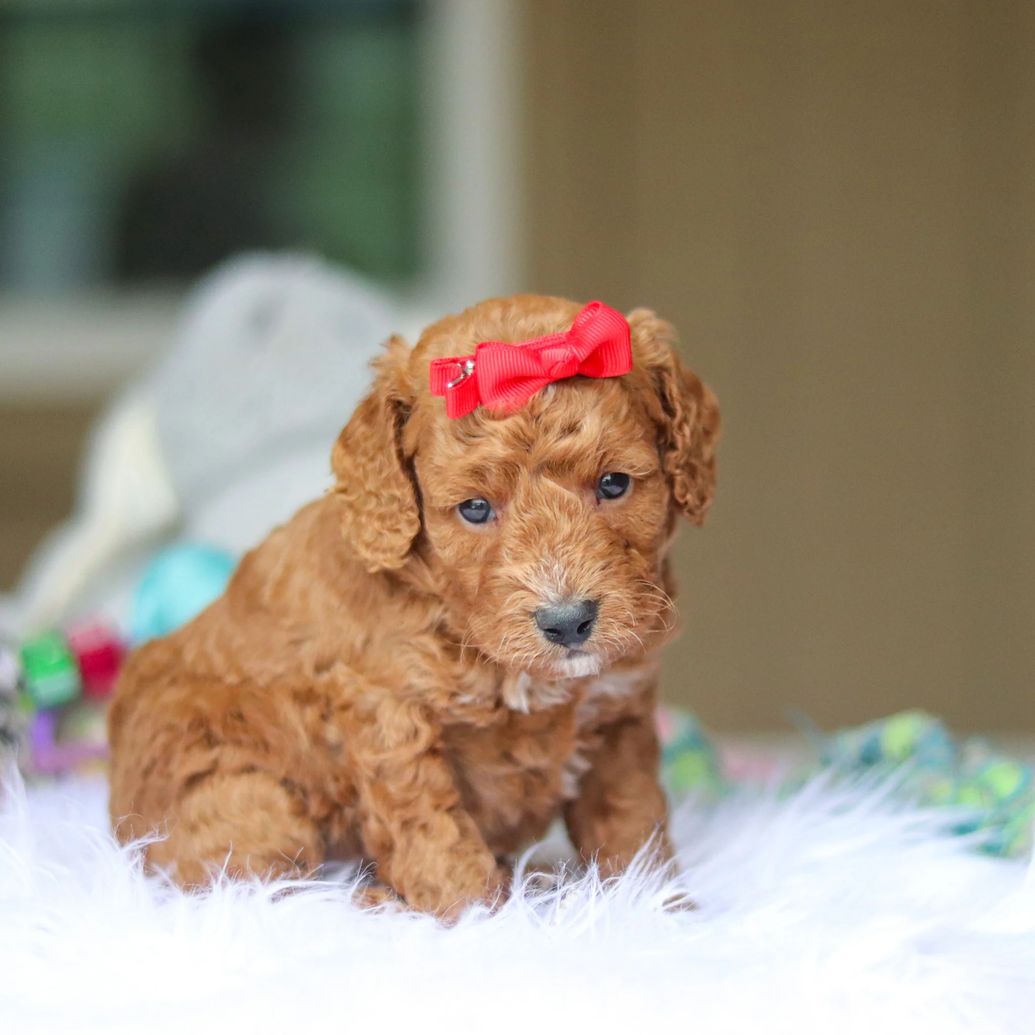Nora - Available 6/4 - Image 4