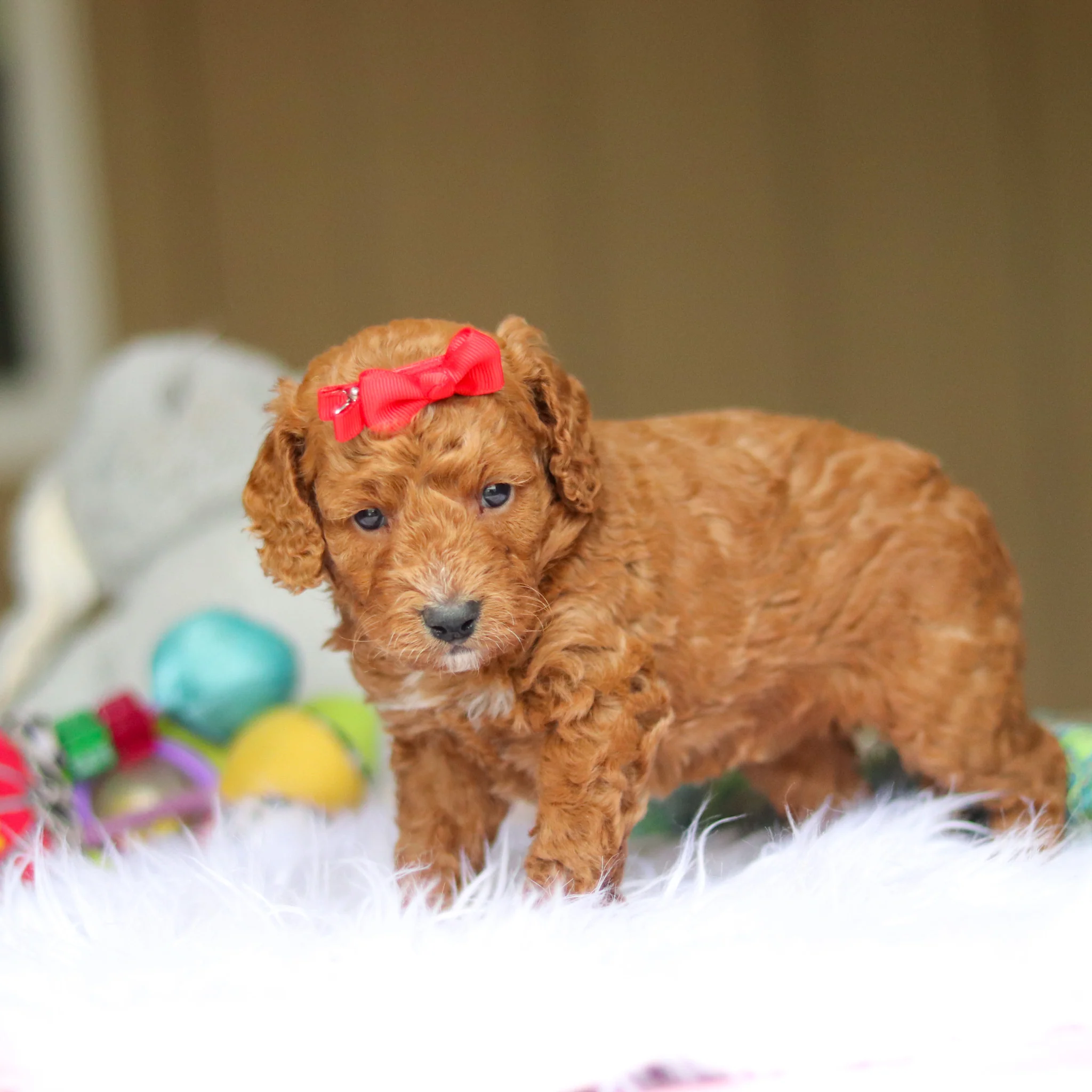 Nora - Available 6/4 - Image 5