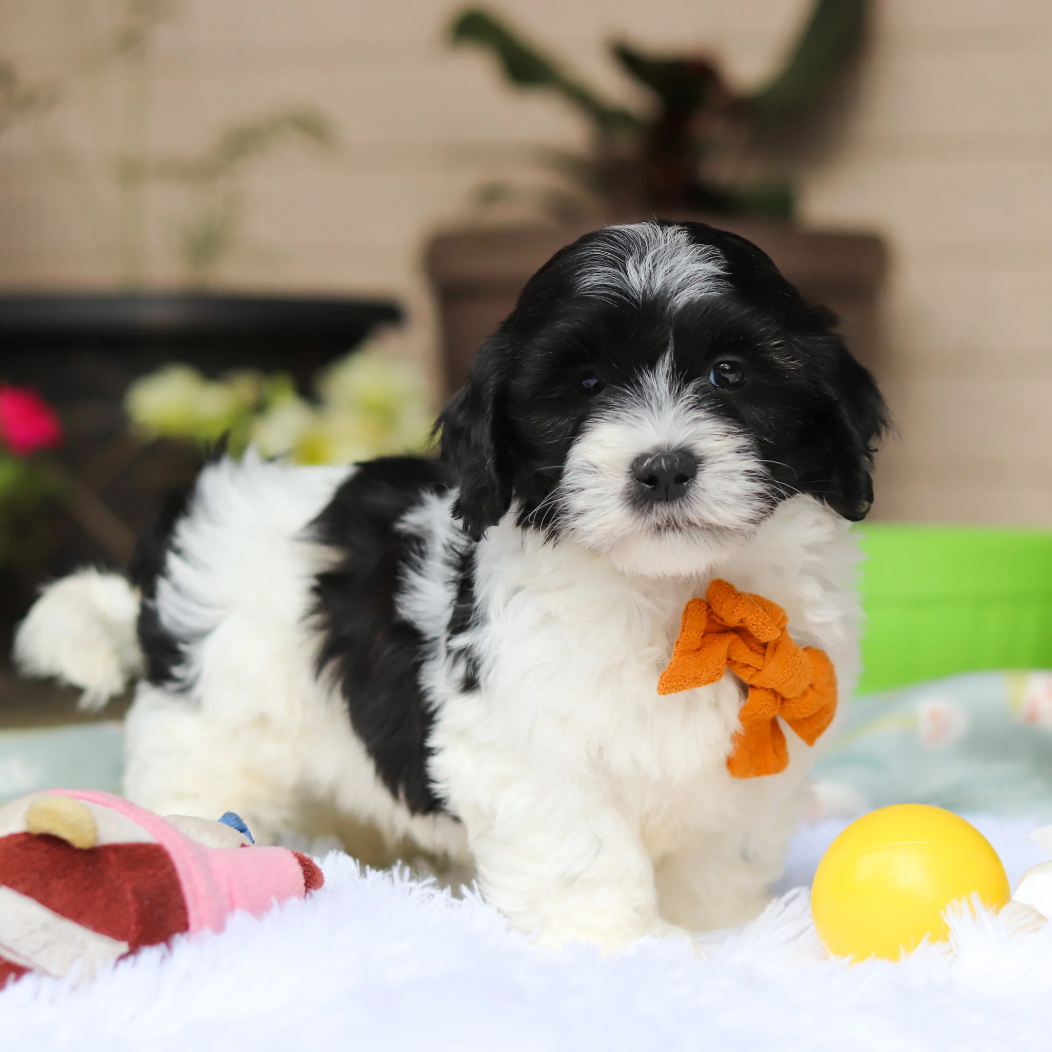 Oliver - Available 5/21 - Image 2