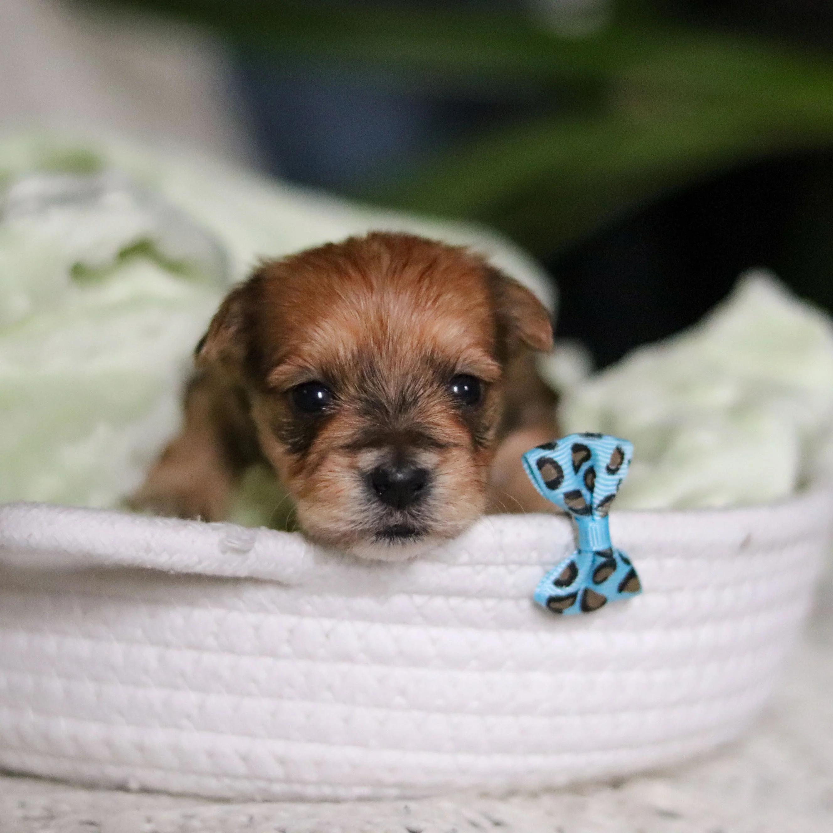 Pete - Available Now - Image 6