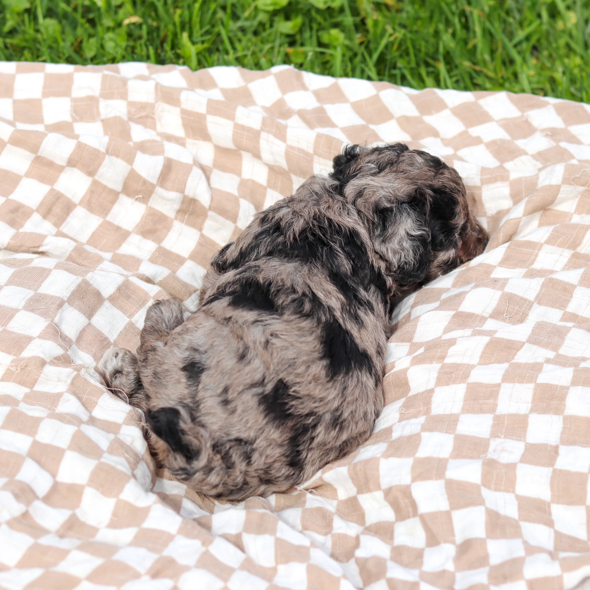 Rigatoni - Available 5/21 - Image 5
