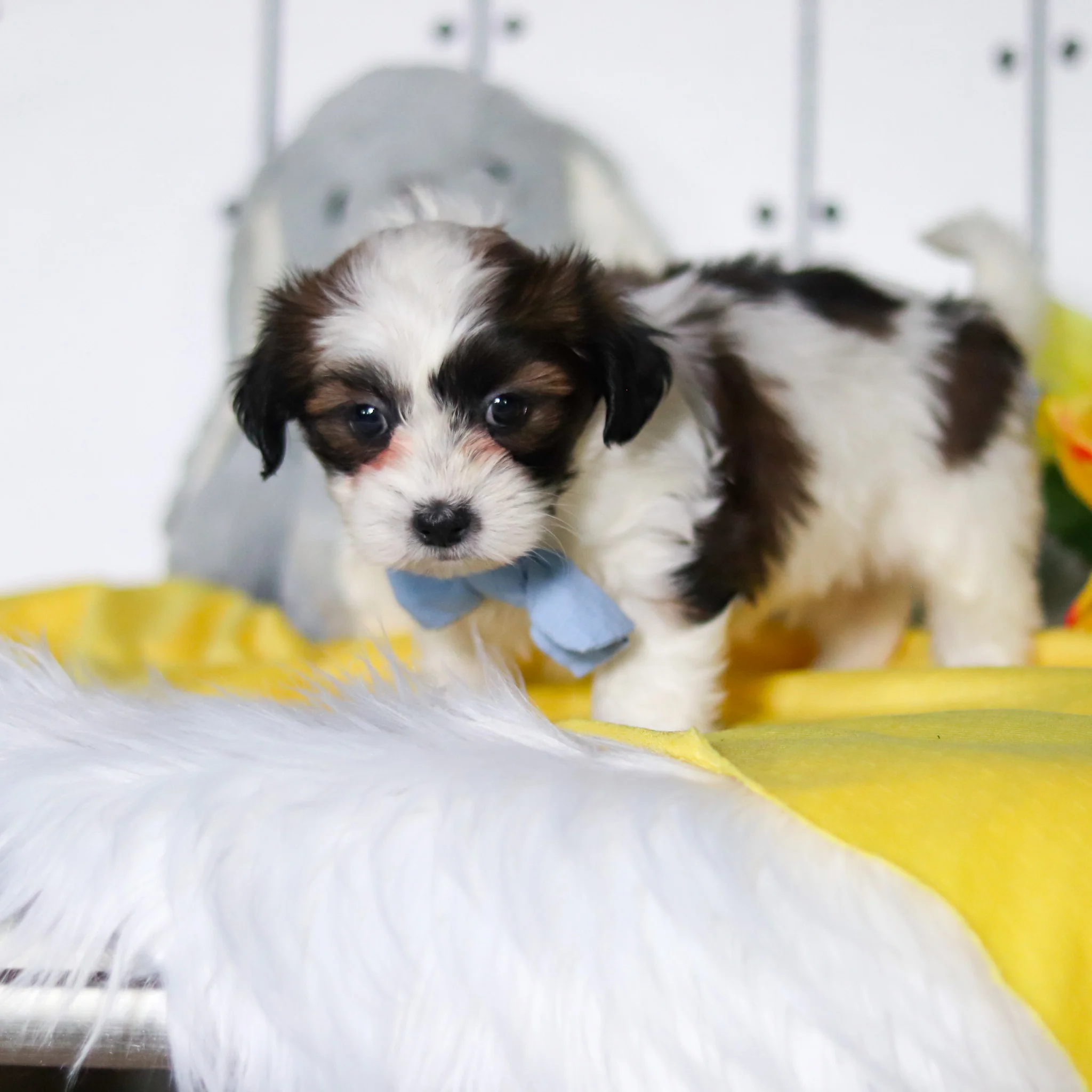 Riggins - Available Now - Image 3