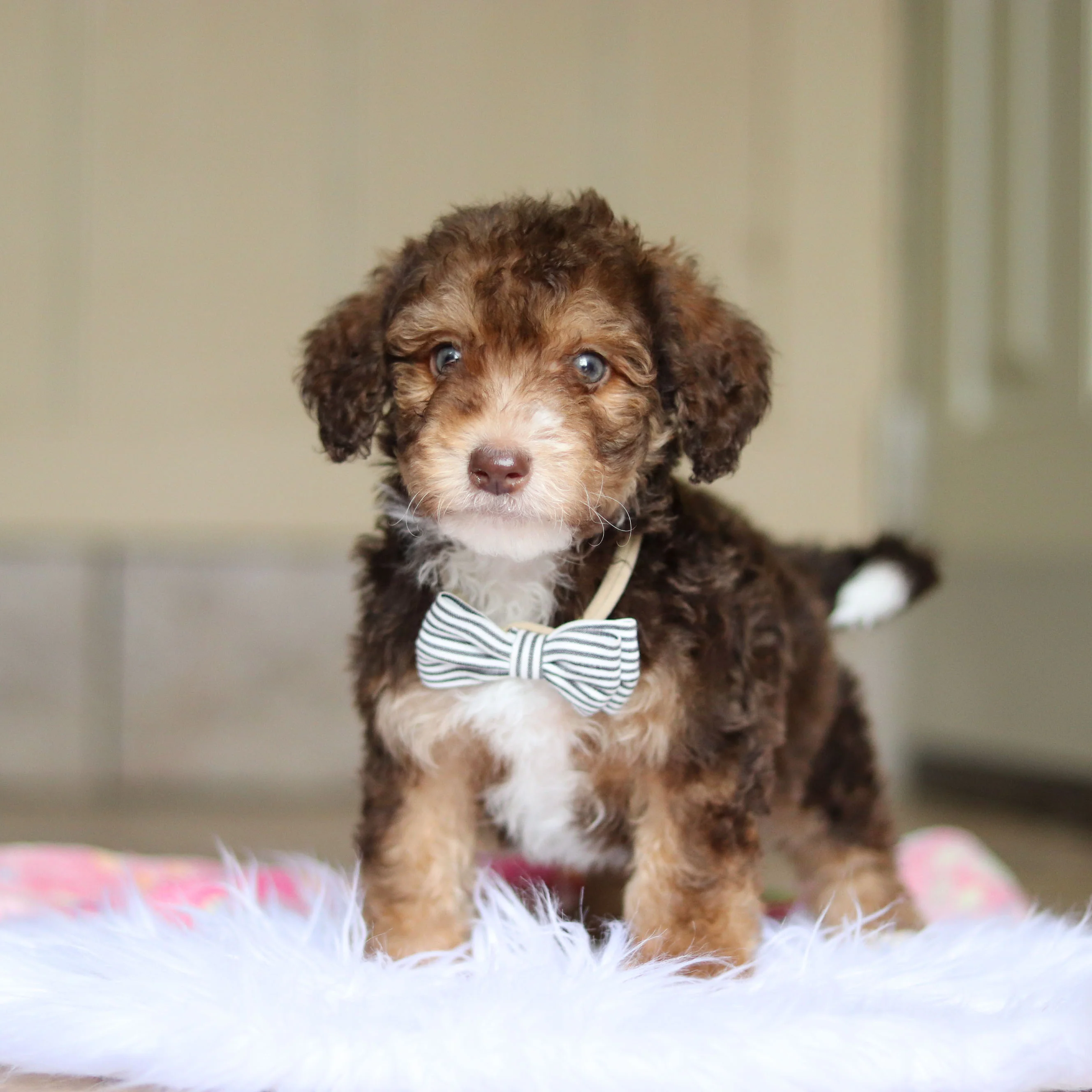 Ripley - Available 5/21