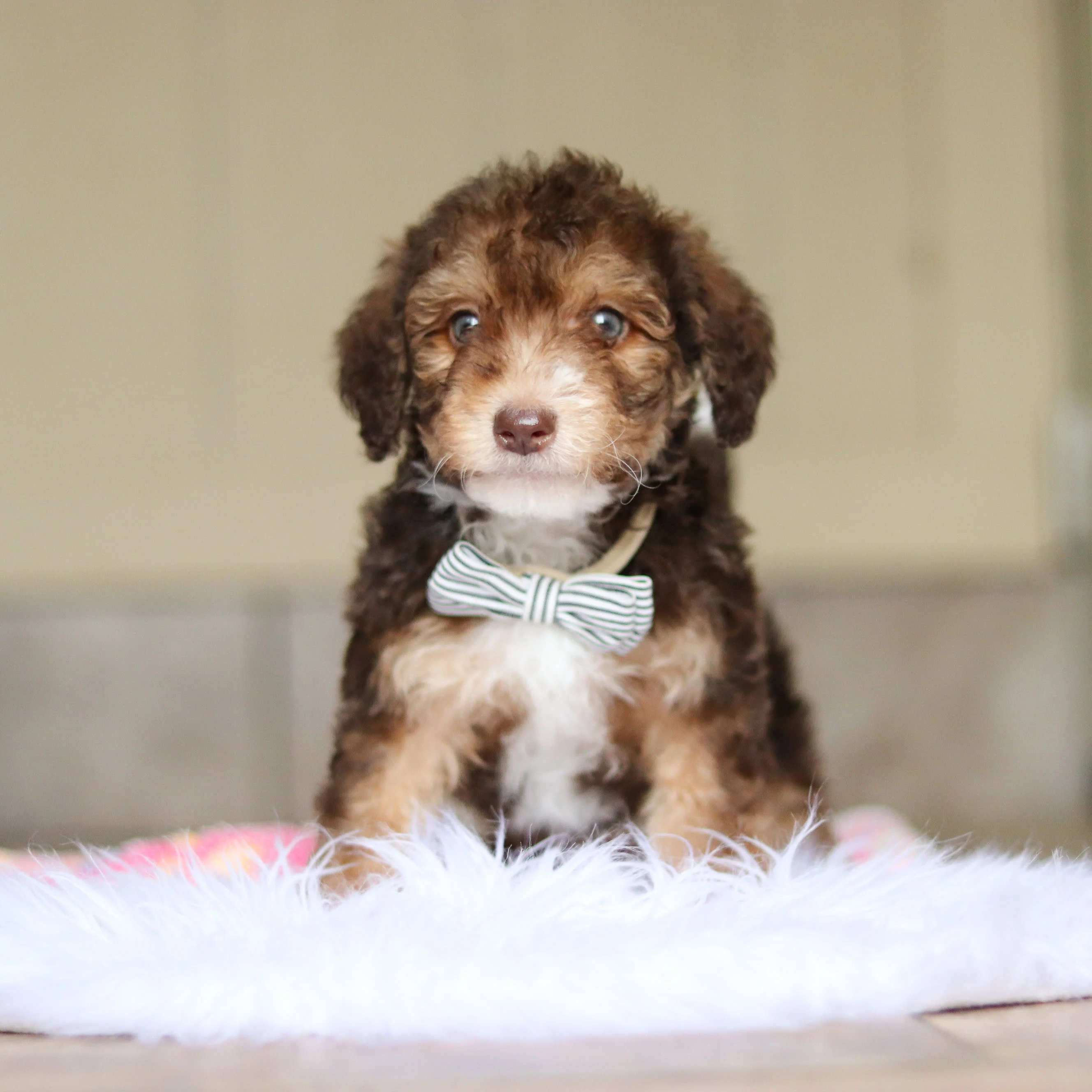 Ripley - Available 5/21 - Image 2