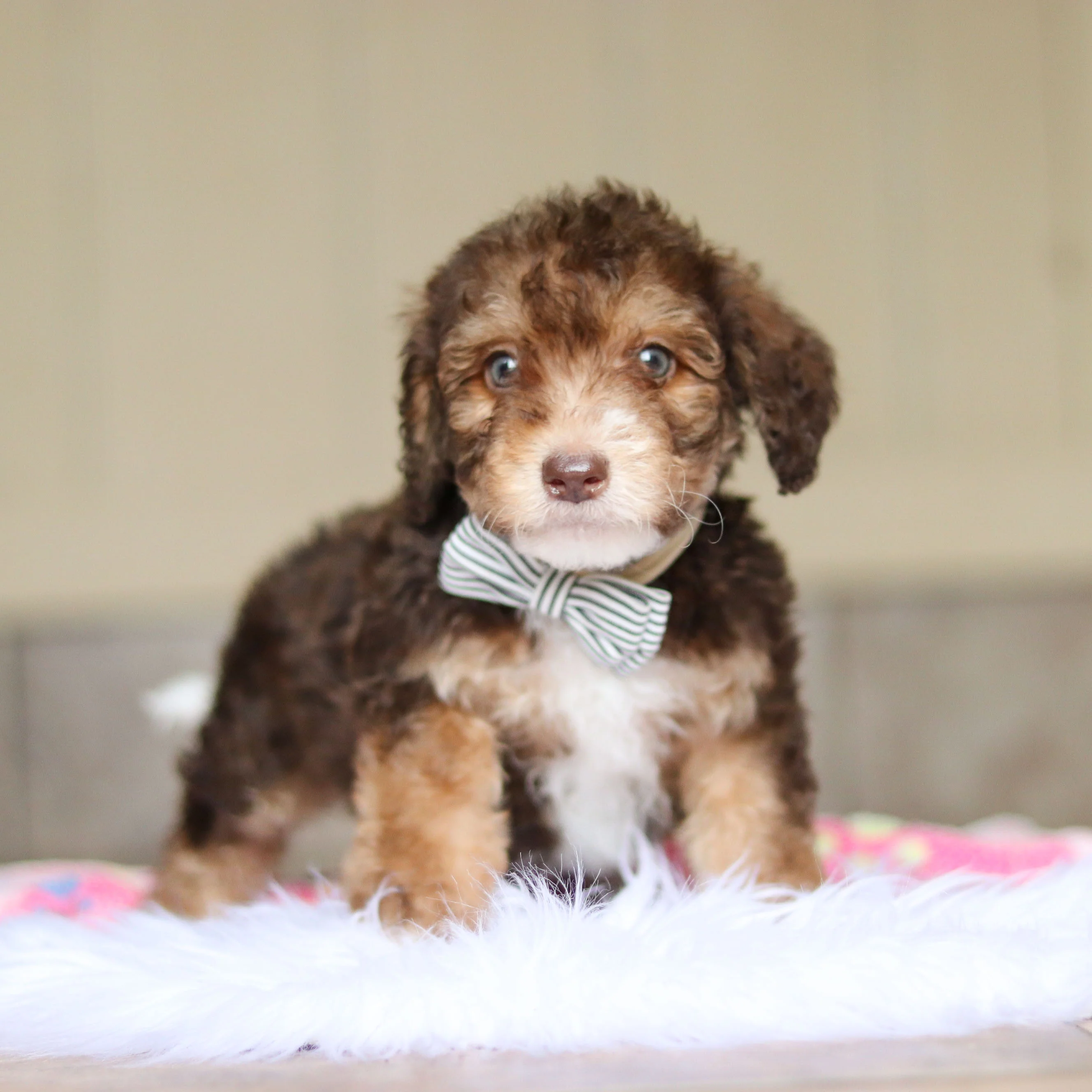 Ripley - Available 5/21 - Image 3