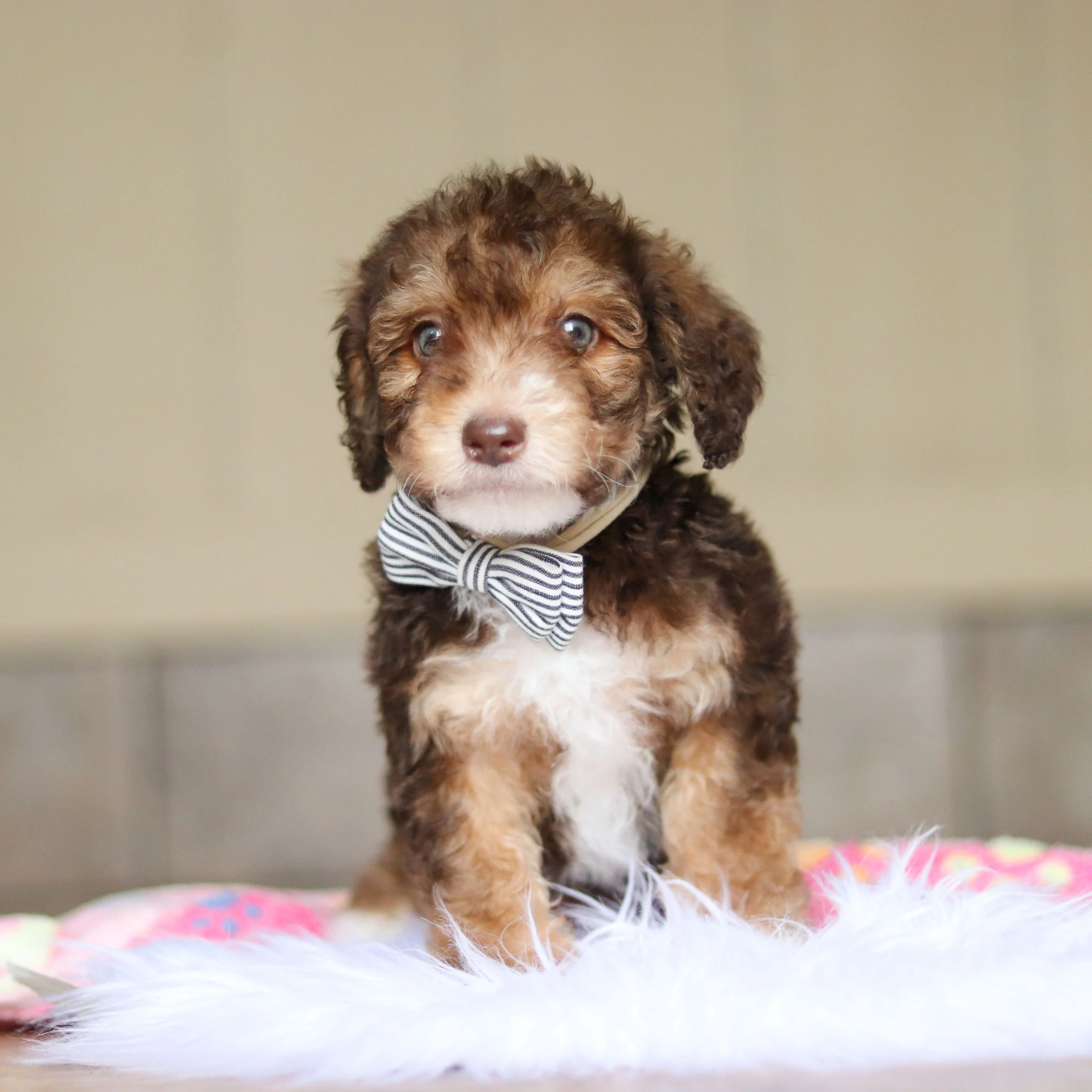 Ripley - Available 5/21 - Image 4