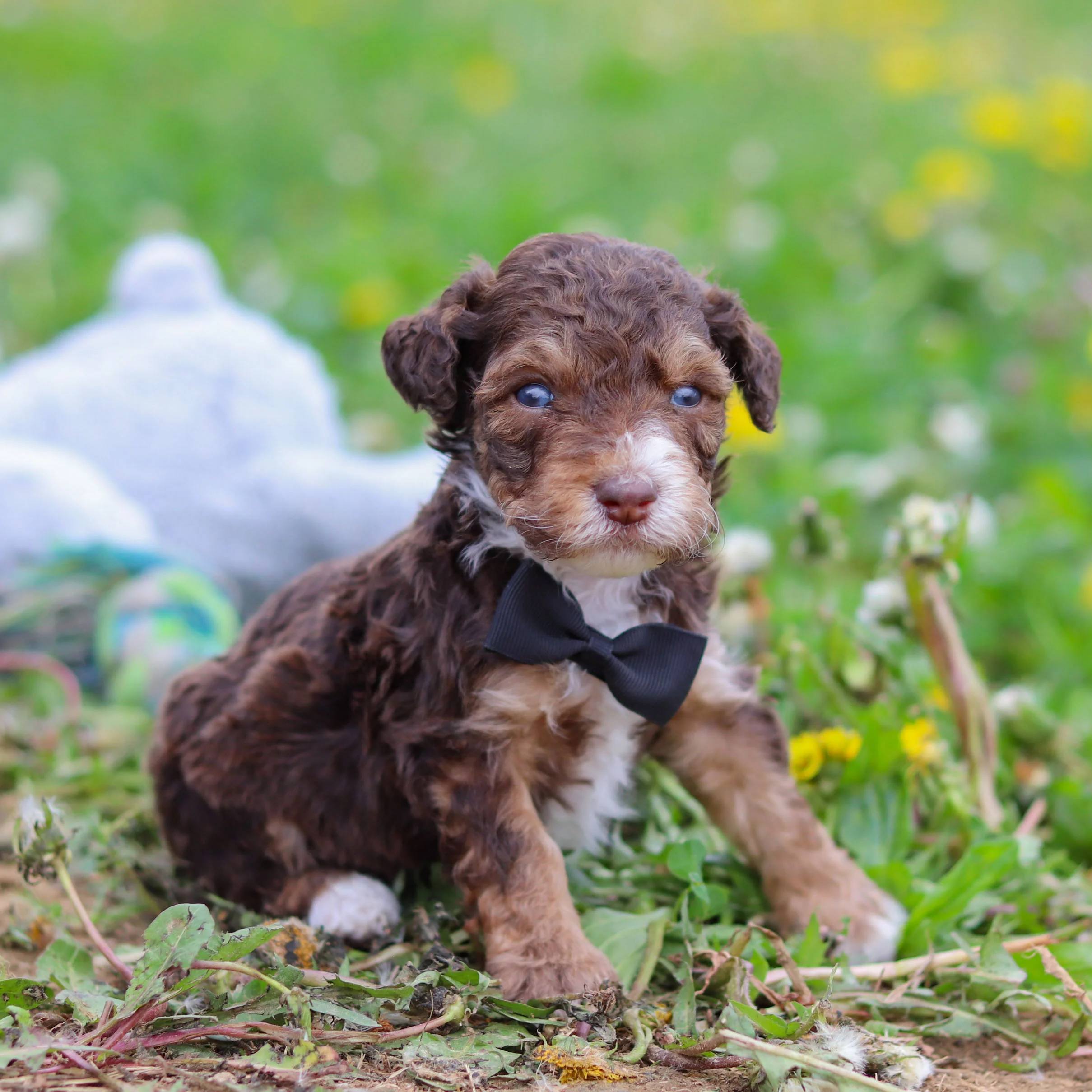 Ripley - Available 5/21 - Image 5