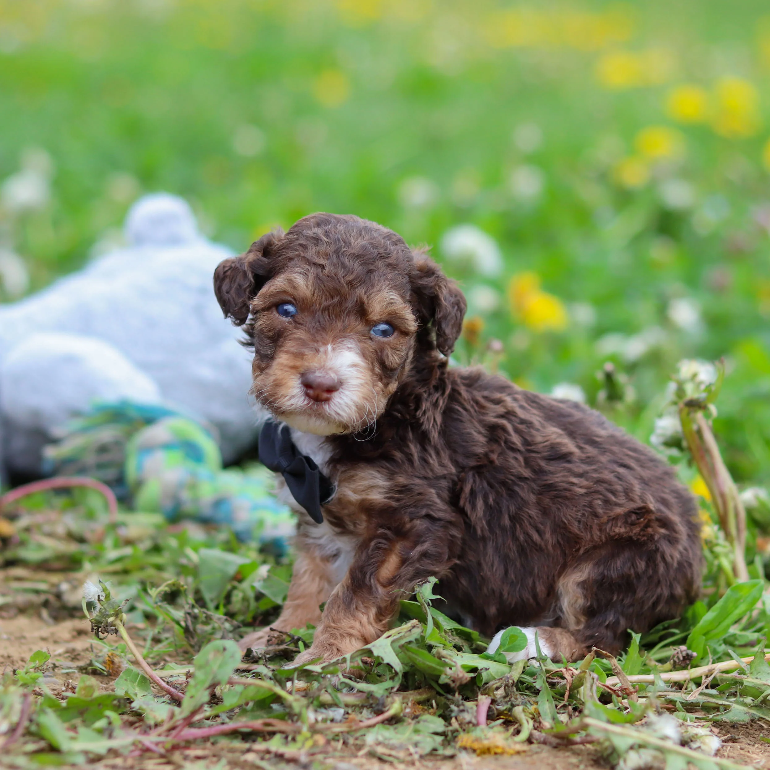 Ripley - Available 5/21 - Image 6