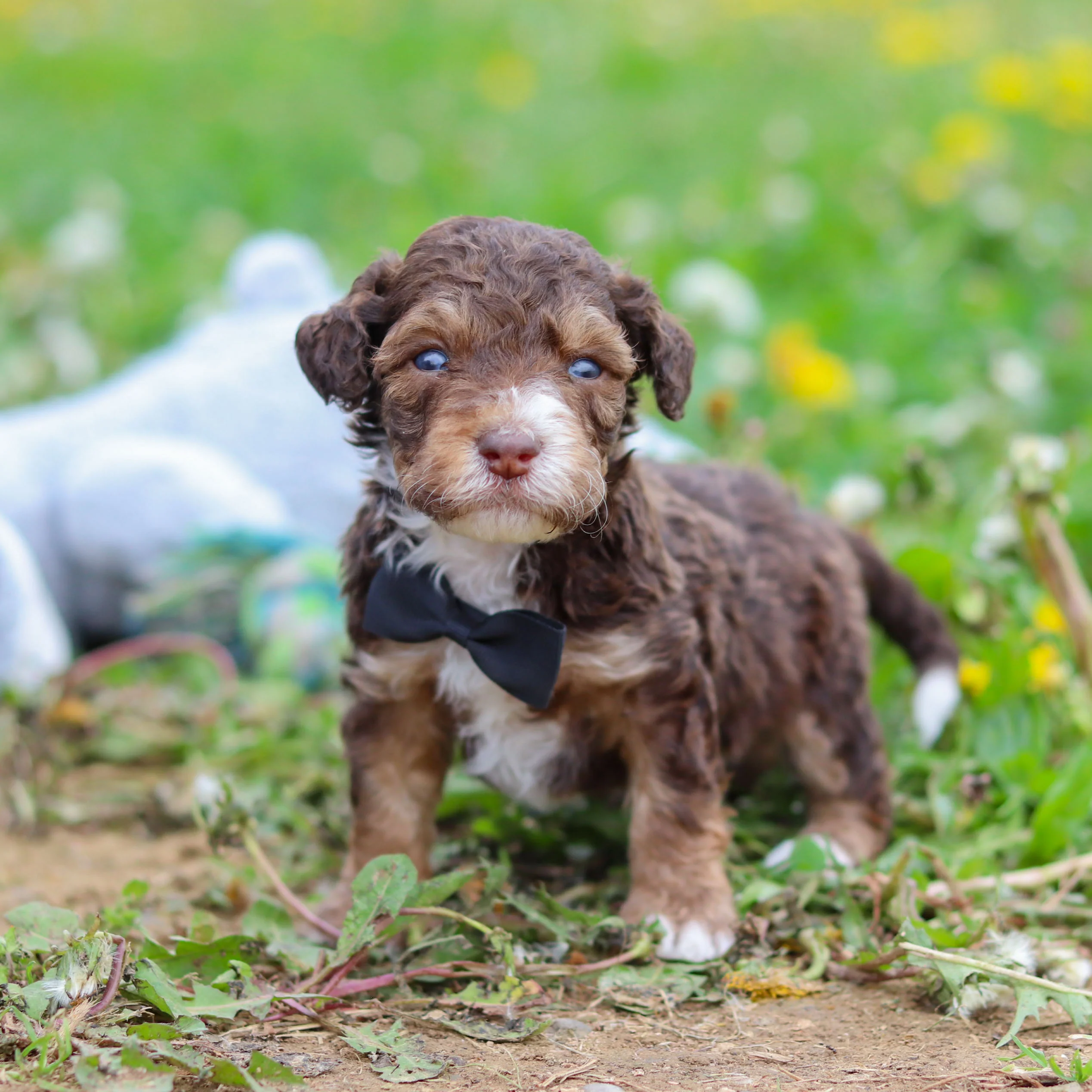 Ripley - Available 5/21 - Image 7