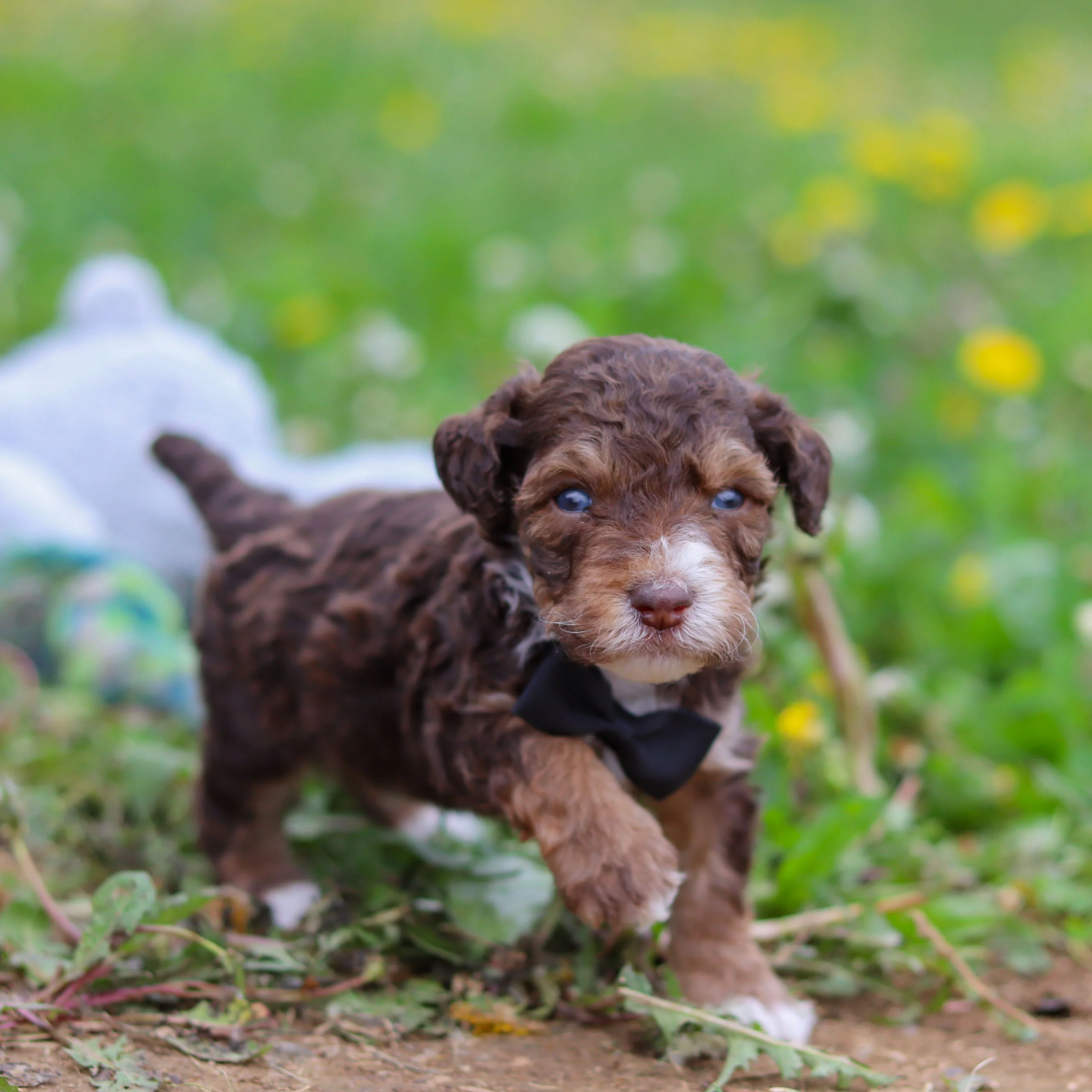 Ripley - Available 5/21 - Image 8