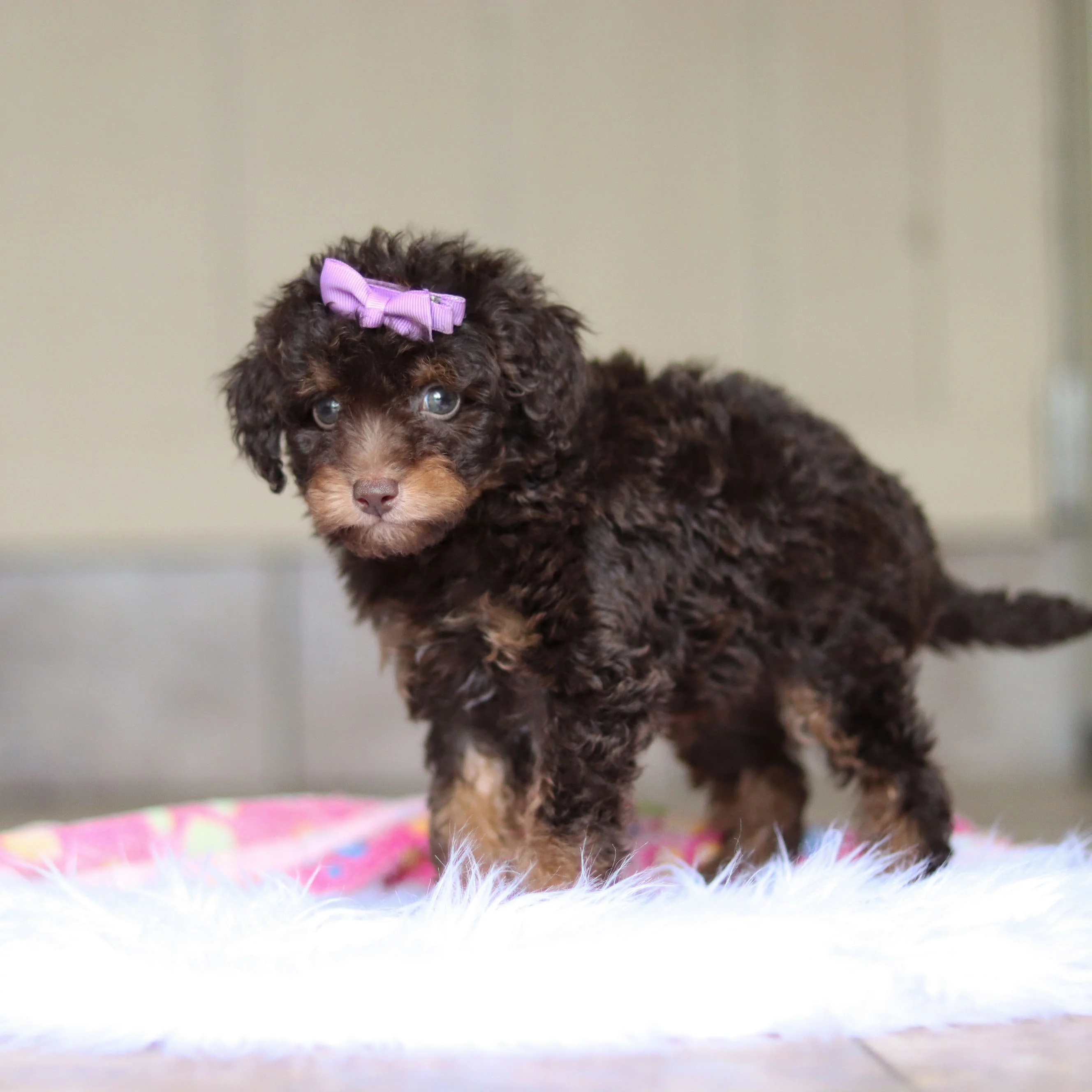 Rita - Available 5/21 - Image 2