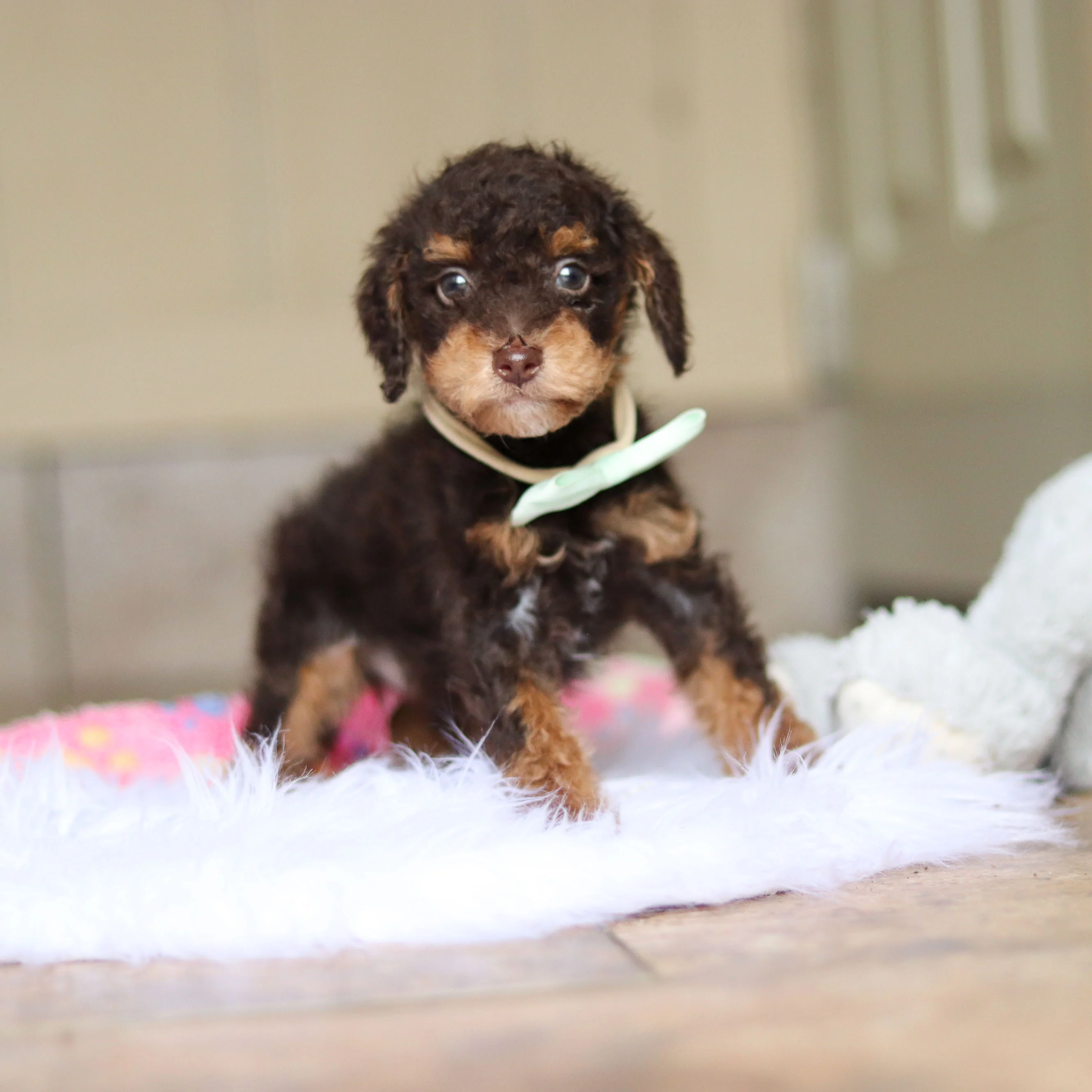 Roman - Available 5/21