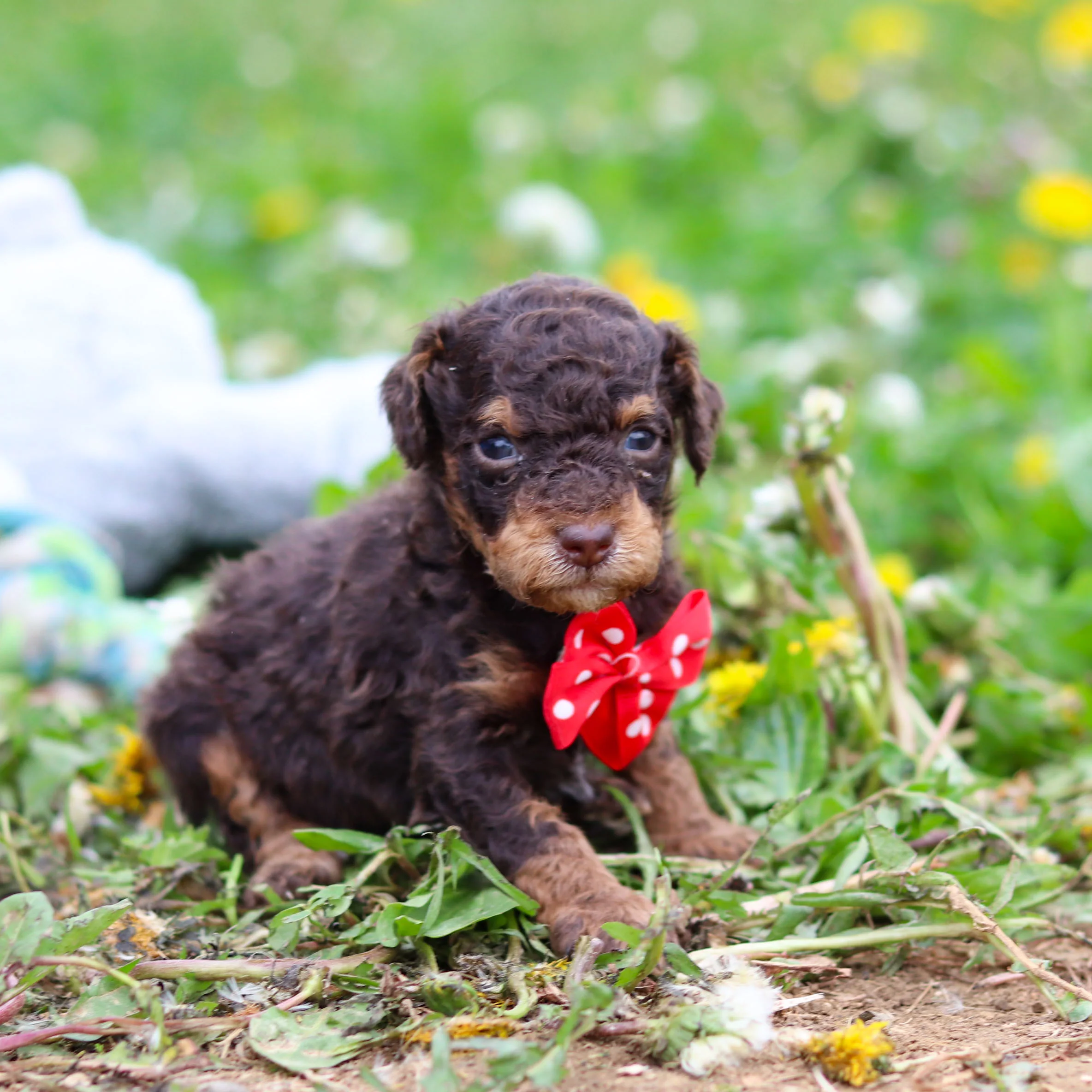 Roman - Available 5/21 - Image 10