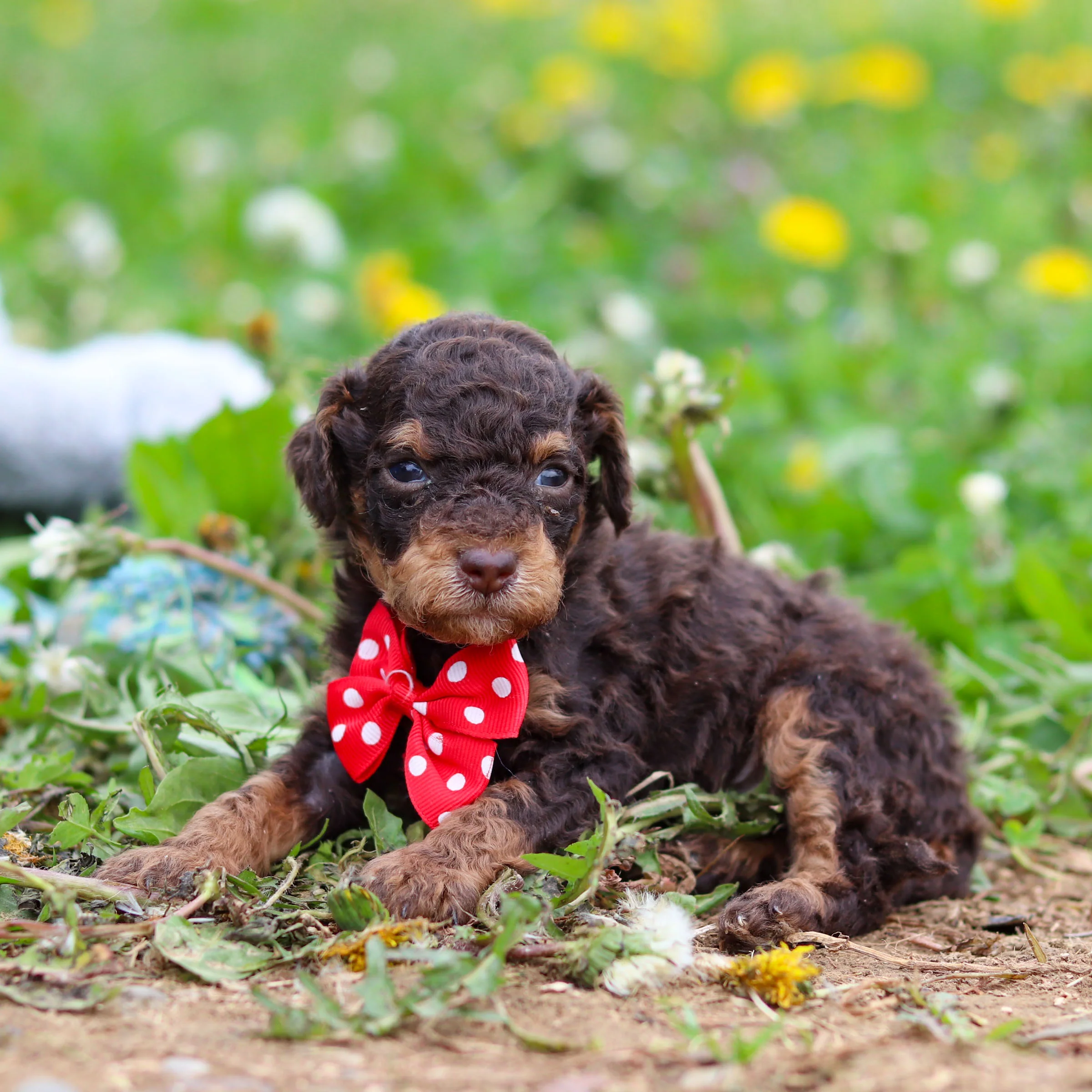 Roman - Available 5/21 - Image 11