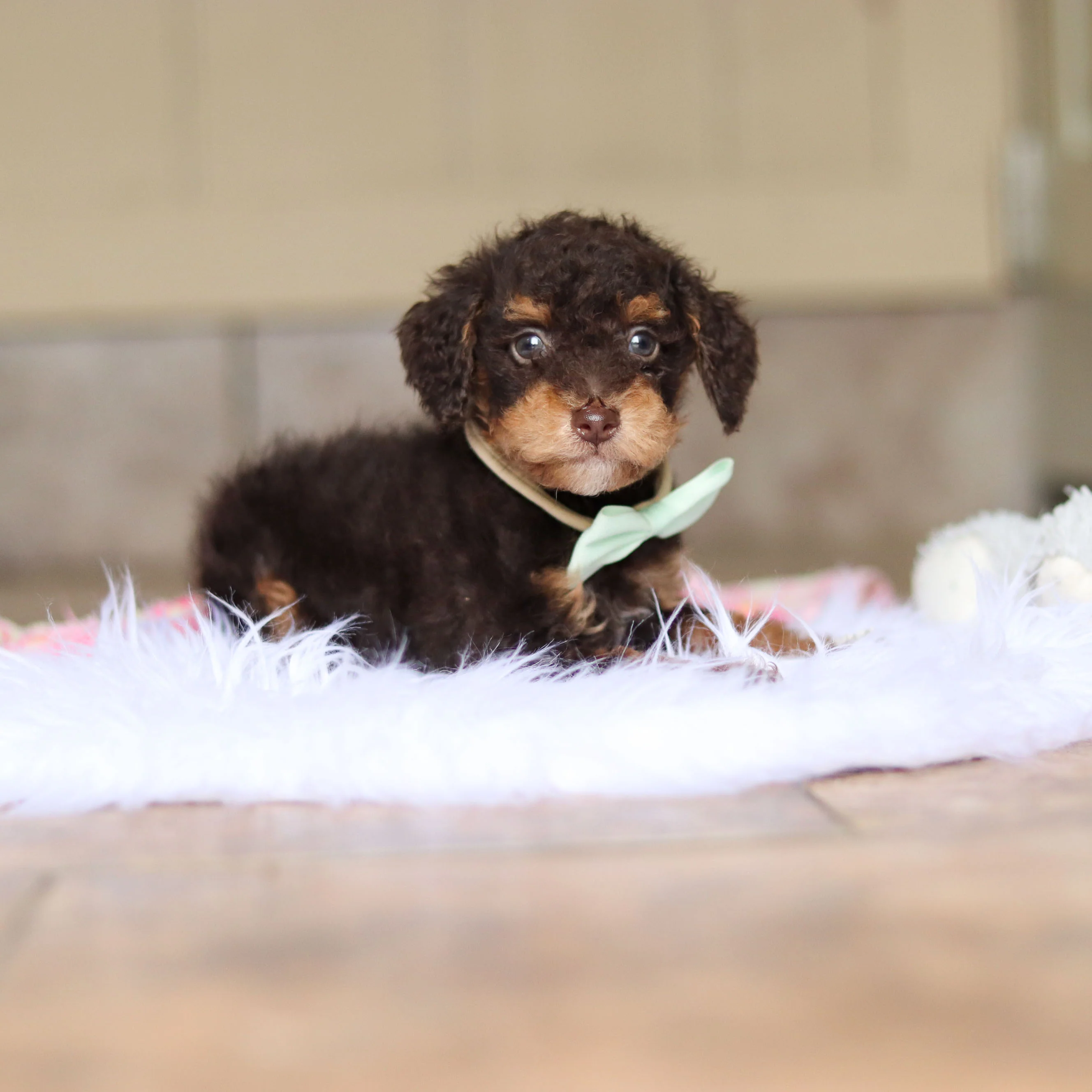 Roman - Available 5/21 - Image 2