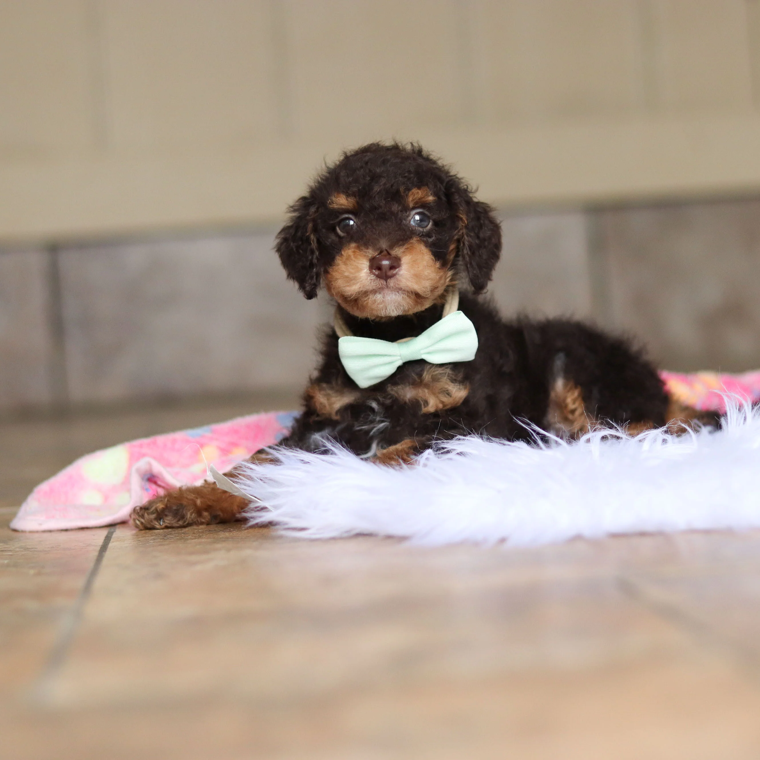 Roman - Available 5/21 - Image 3