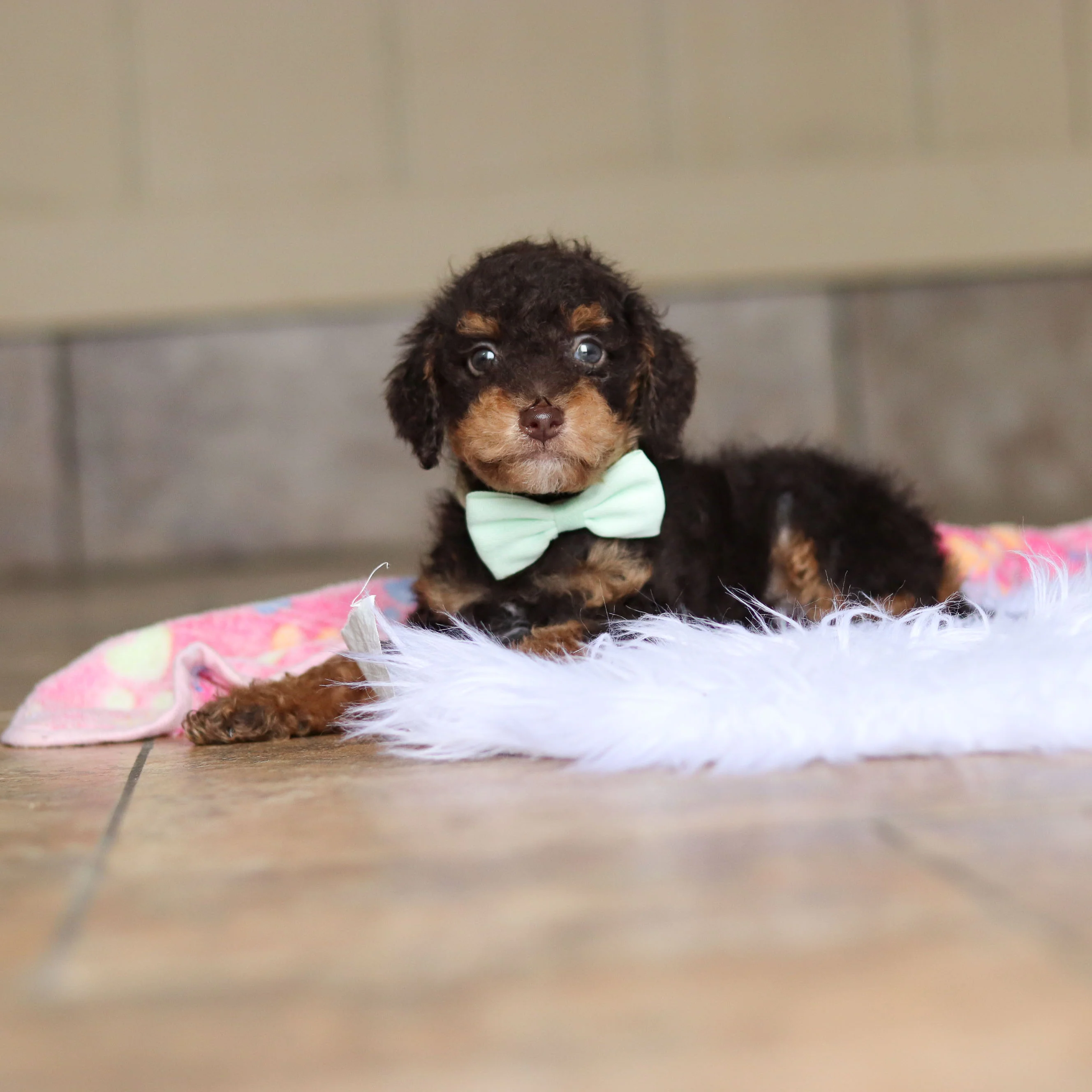 Roman - Available 5/21 - Image 4