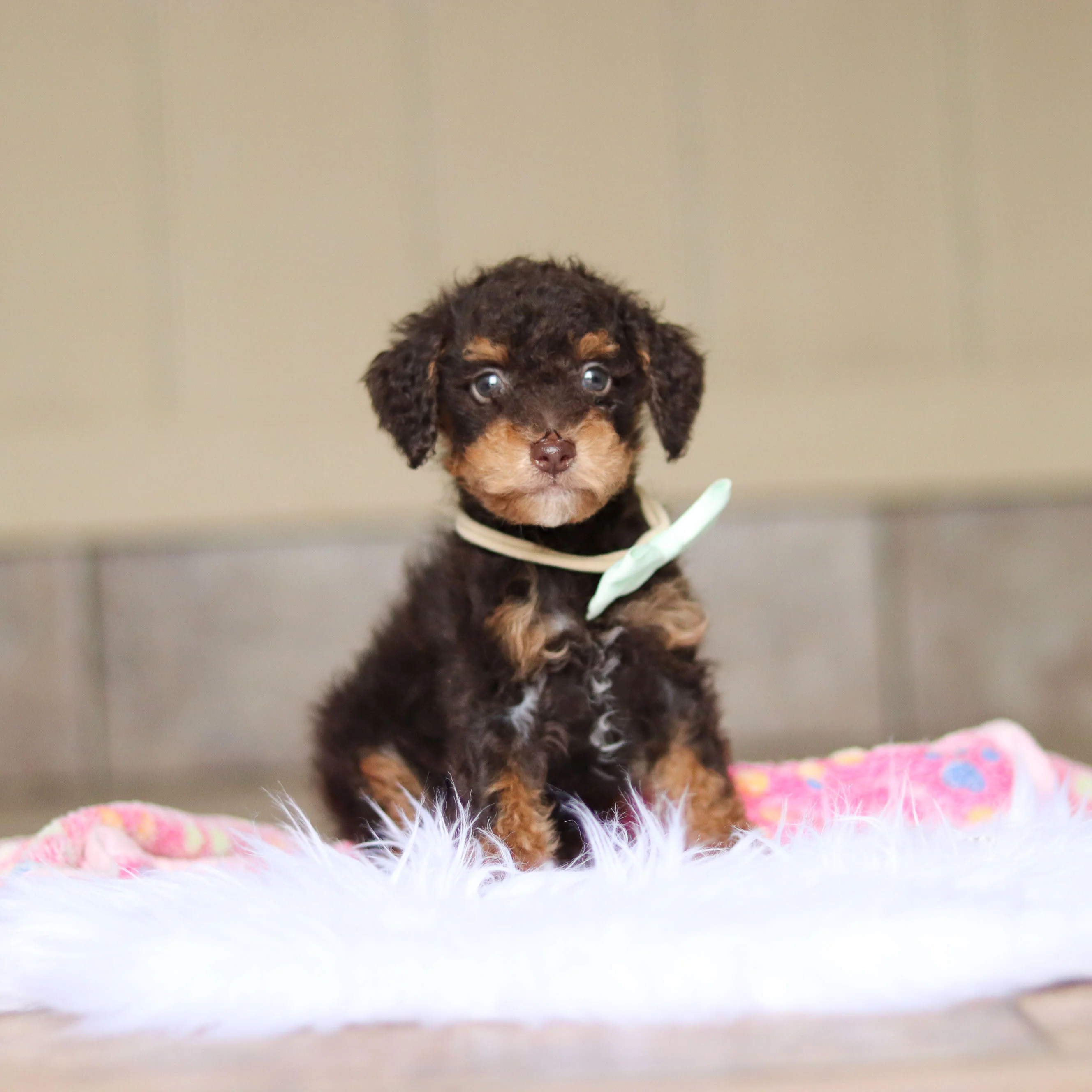 Roman - Available 5/21 - Image 5