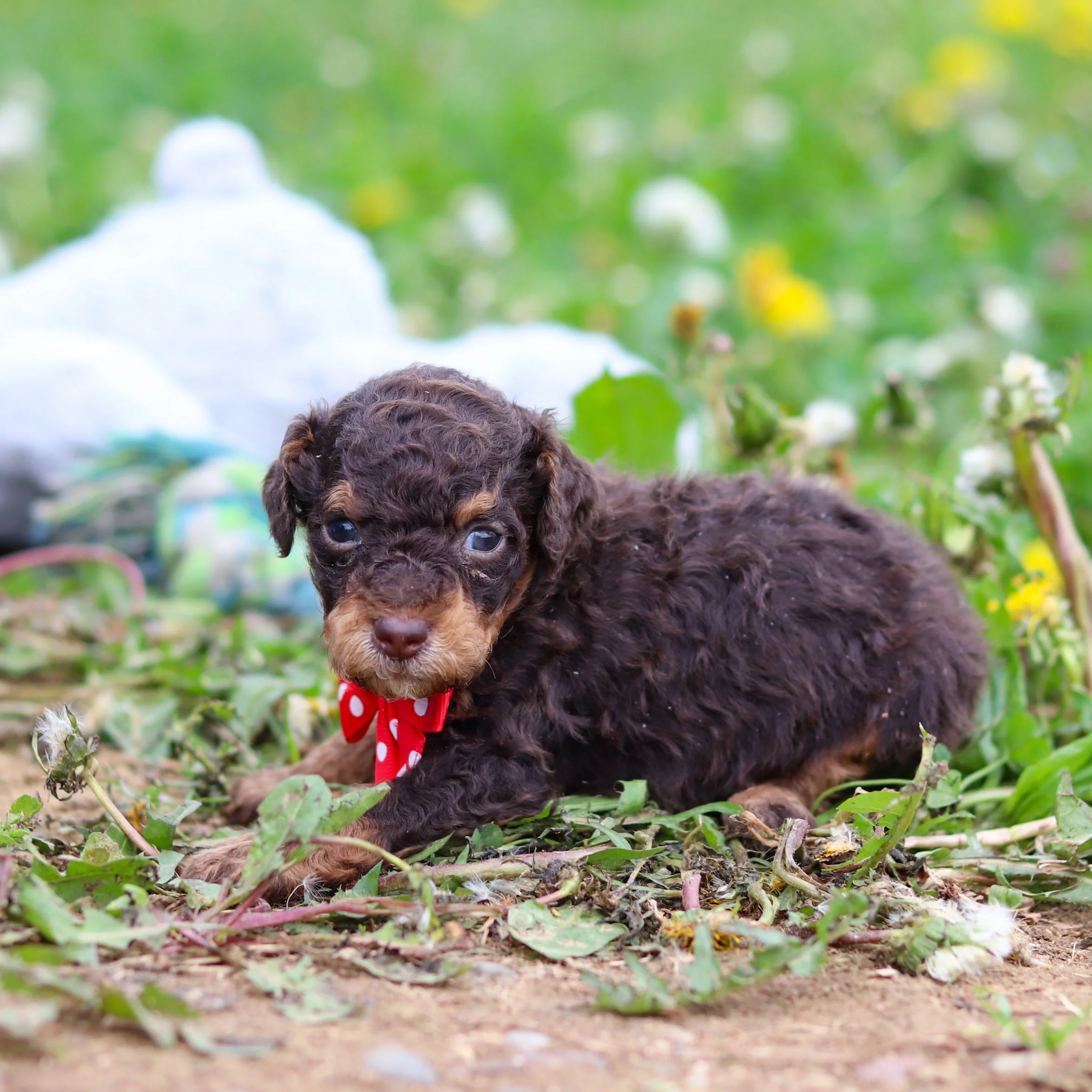 Roman - Available 5/21 - Image 8