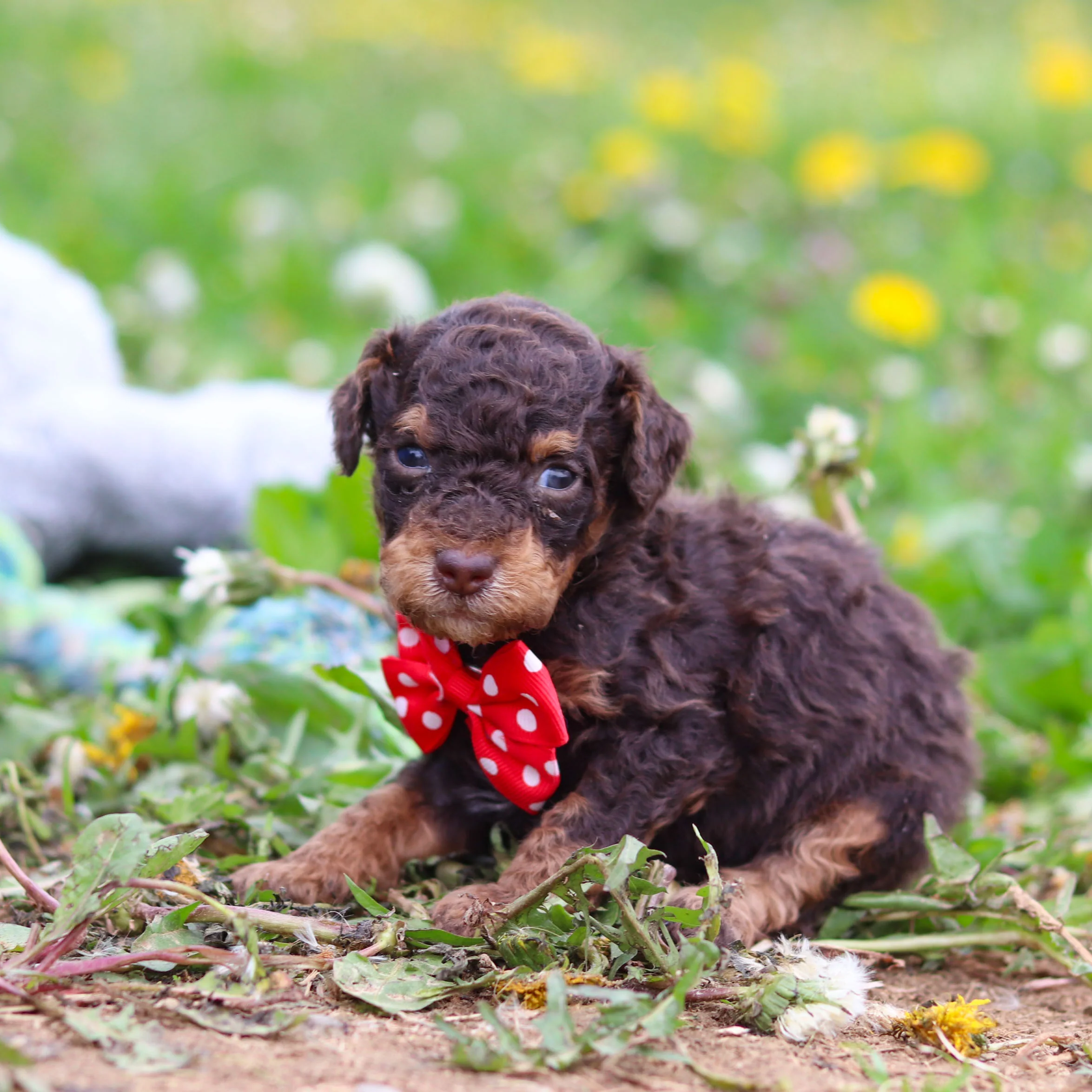Roman - Available 5/21 - Image 9