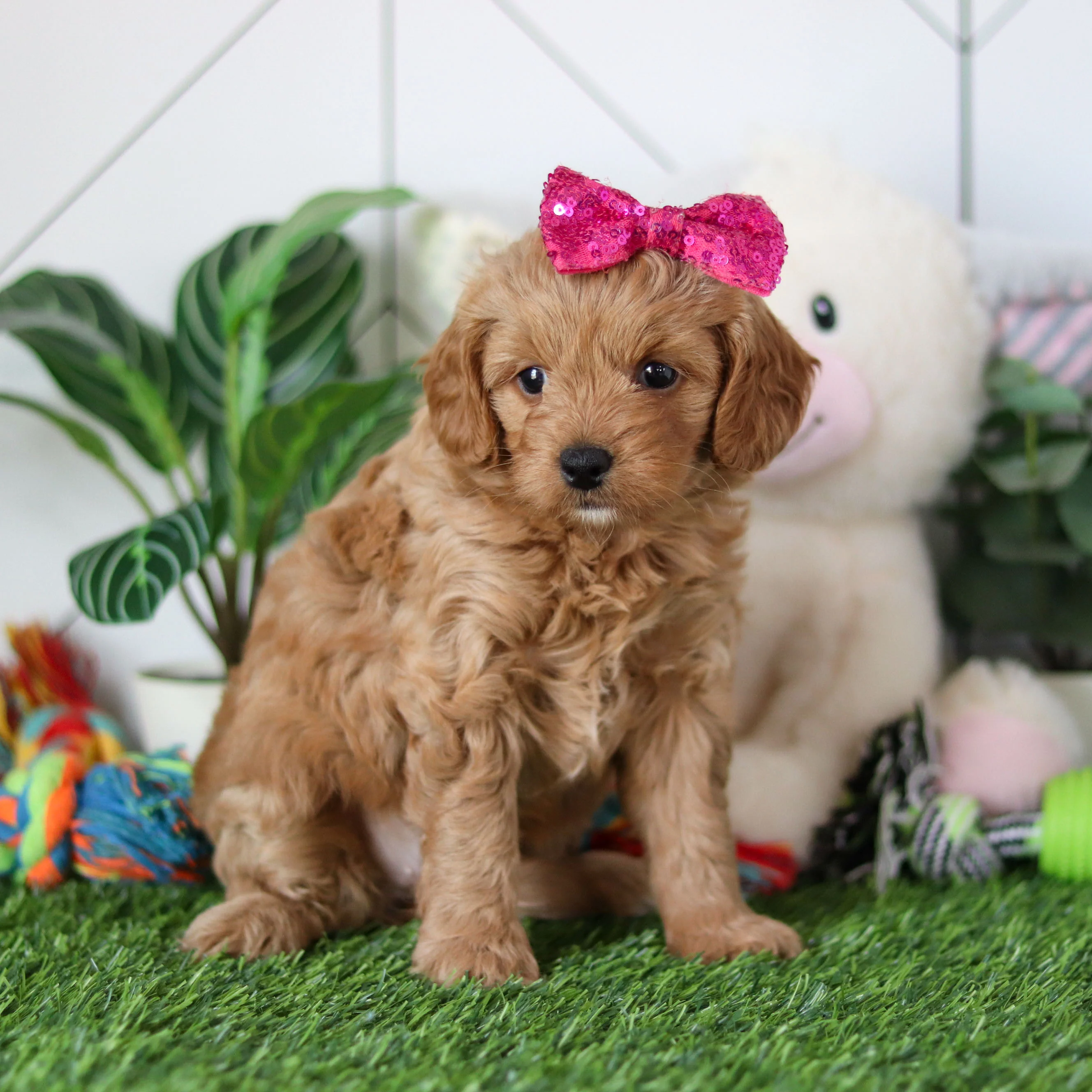 Rosalie Pre-Trained - Available 6/8 - Image 4