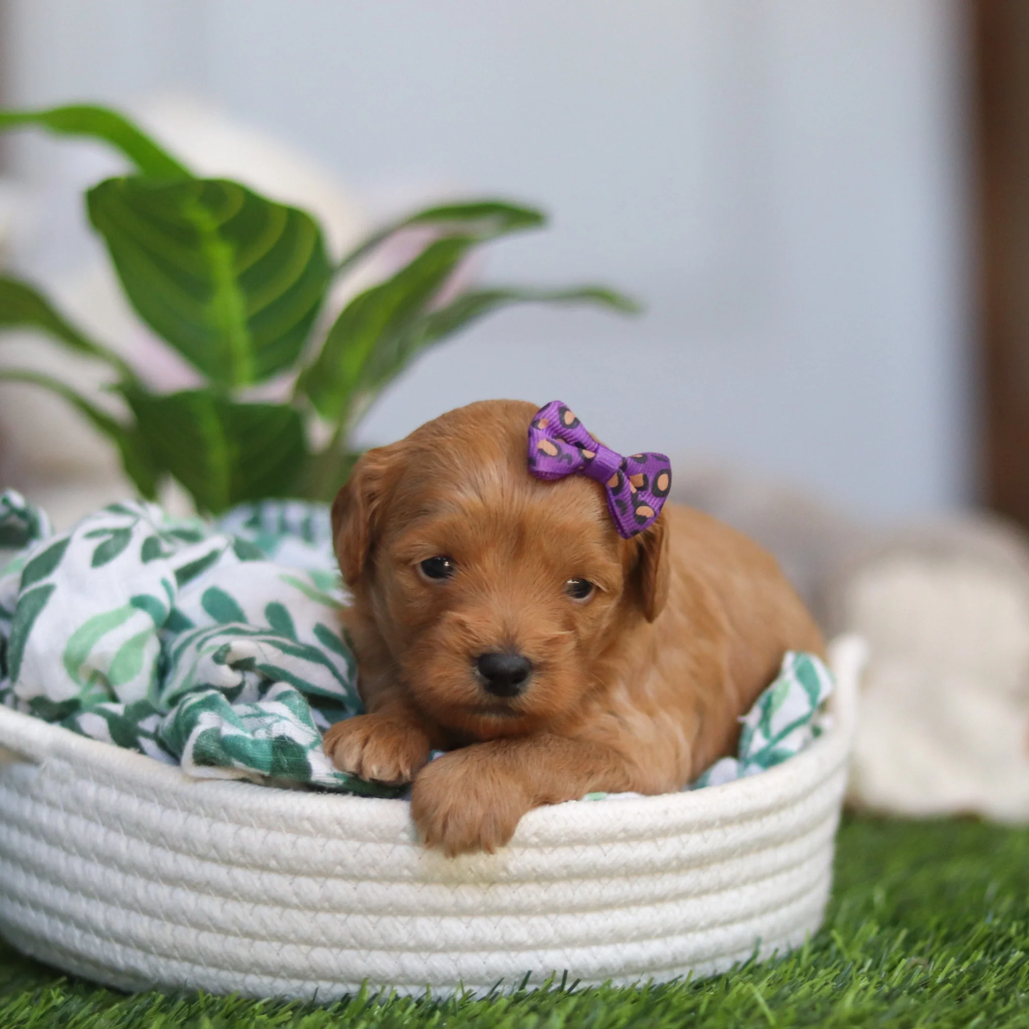 Rosalie Pre-Trained - Available 6/8 - Image 7