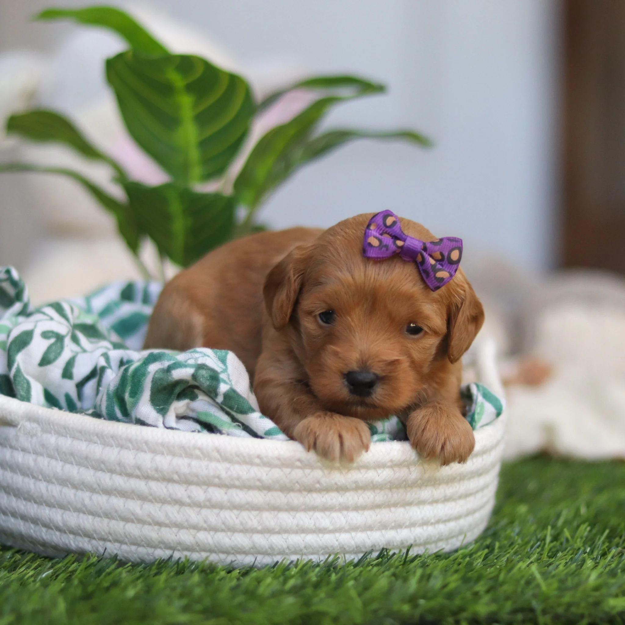 Rosalie Pre-Trained - Available 6/8 - Image 9
