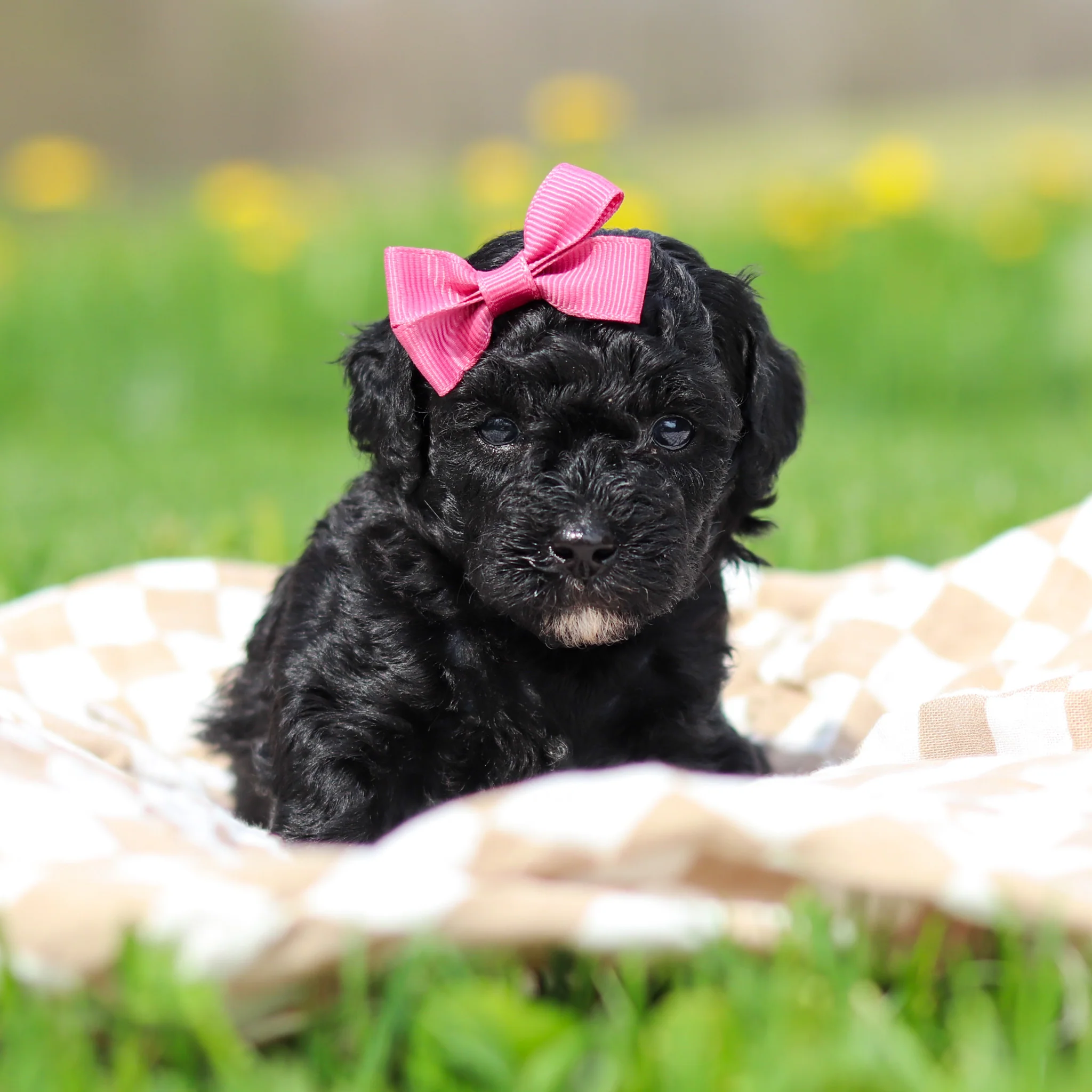 Rosie - Available 5/21 - Image 6