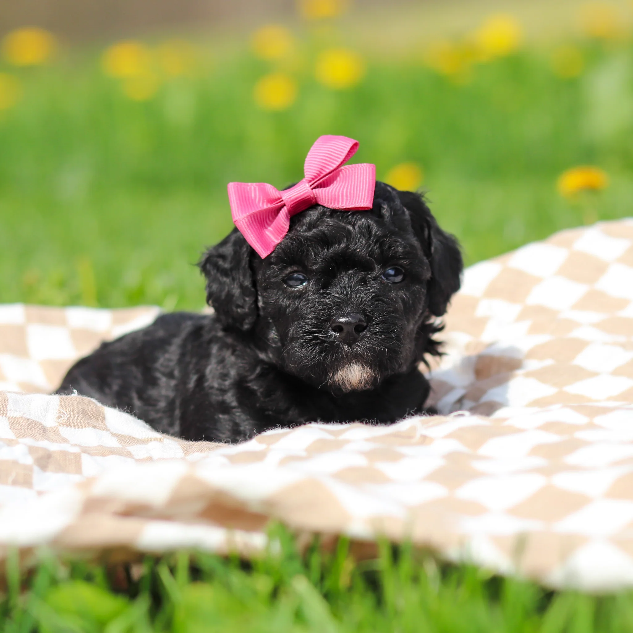 Rosie - Available 5/21 - Image 8