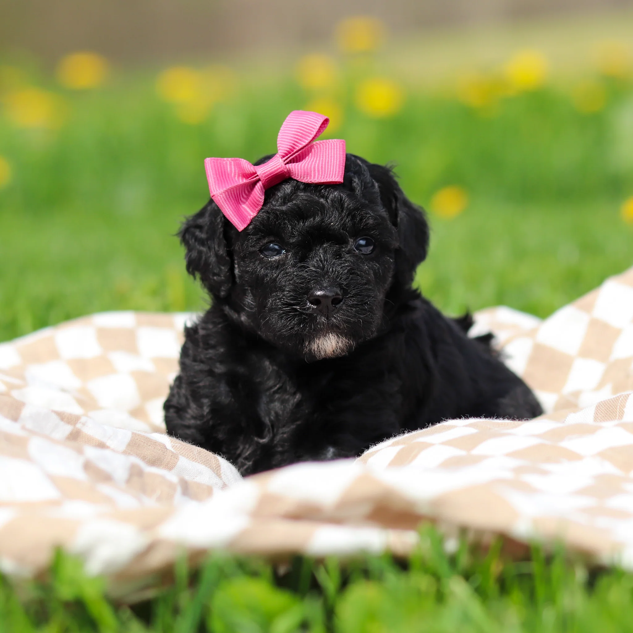 Rosie - Available 5/21 - Image 9
