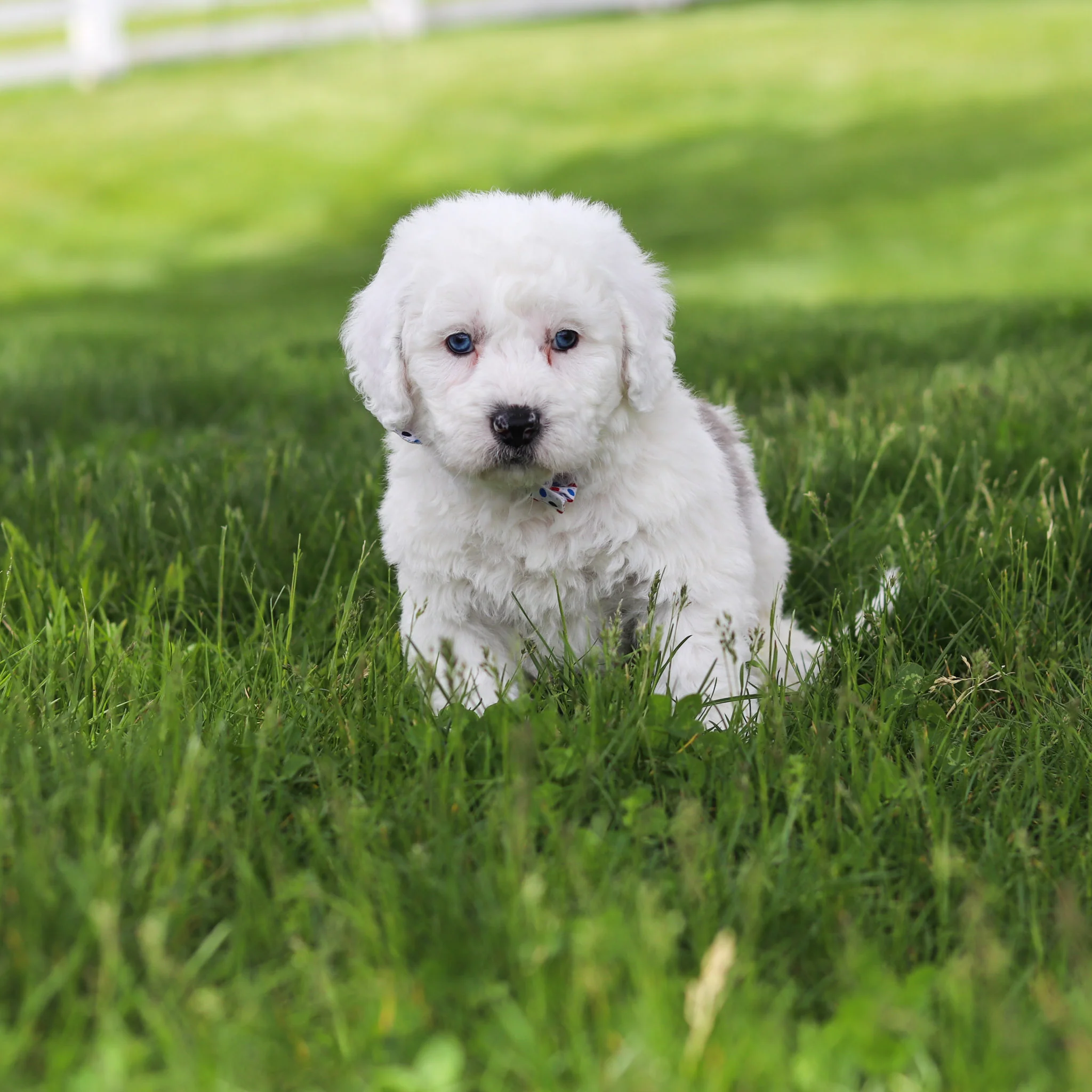 Scooter - Available 5/28 - Image 2