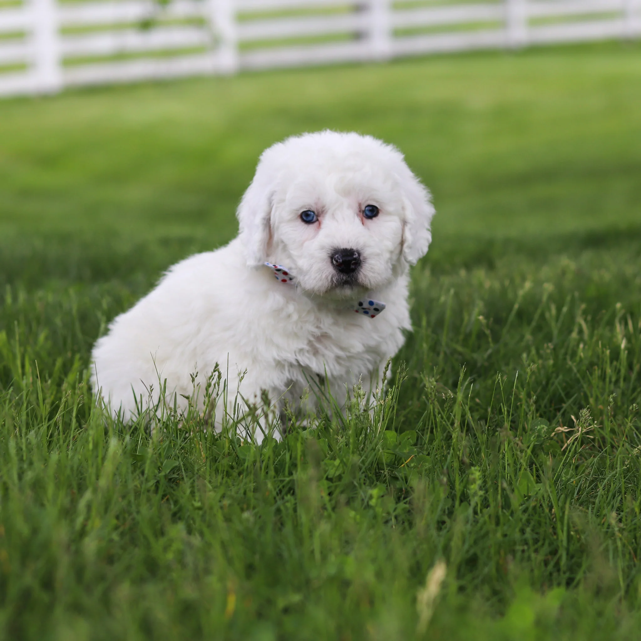 Scooter - Available 5/28 - Image 3