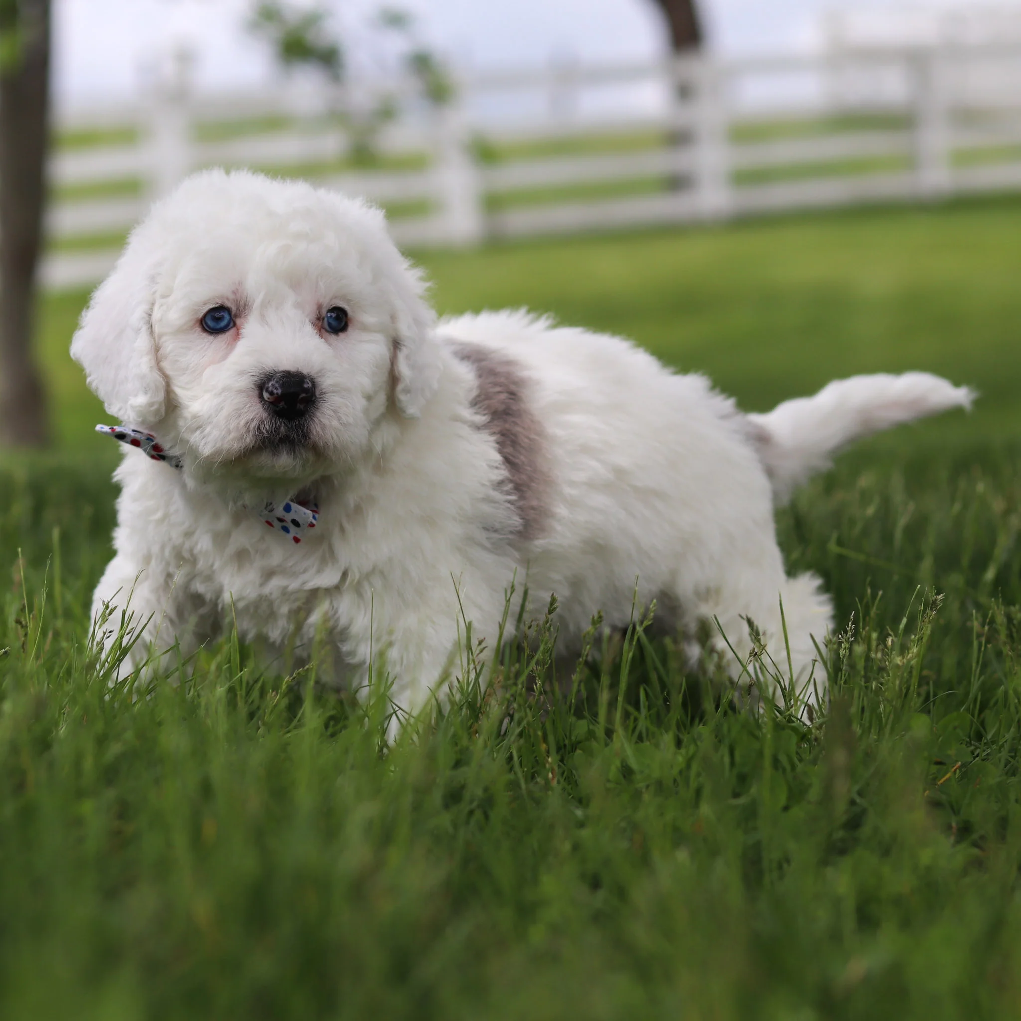 Scooter - Available 5/28 - Image 4