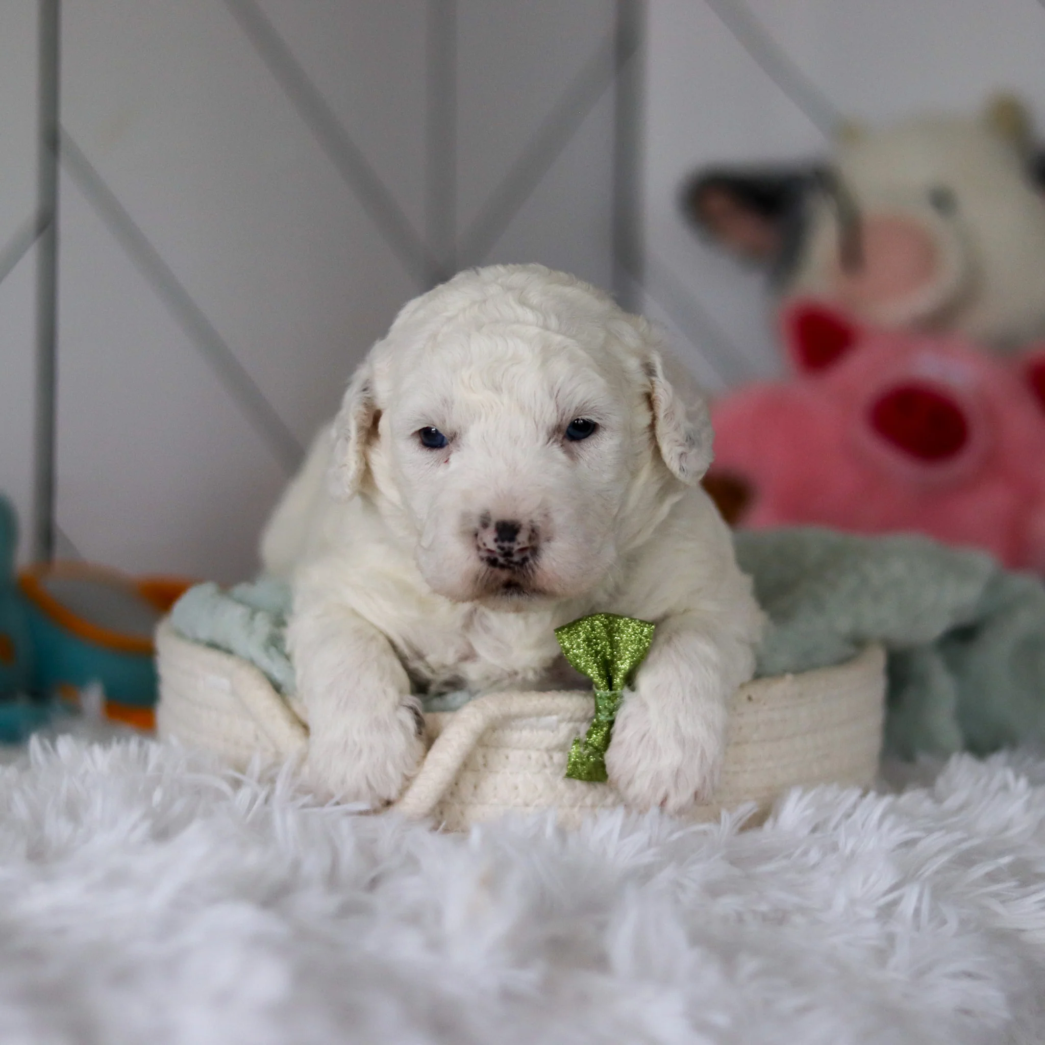 Scooter - Available 5/28 - Image 8