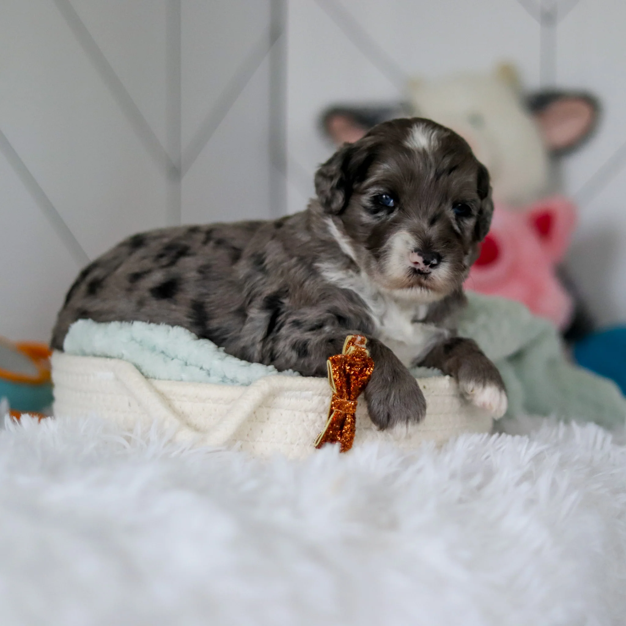 Spike - Available 5/28 - Image 6