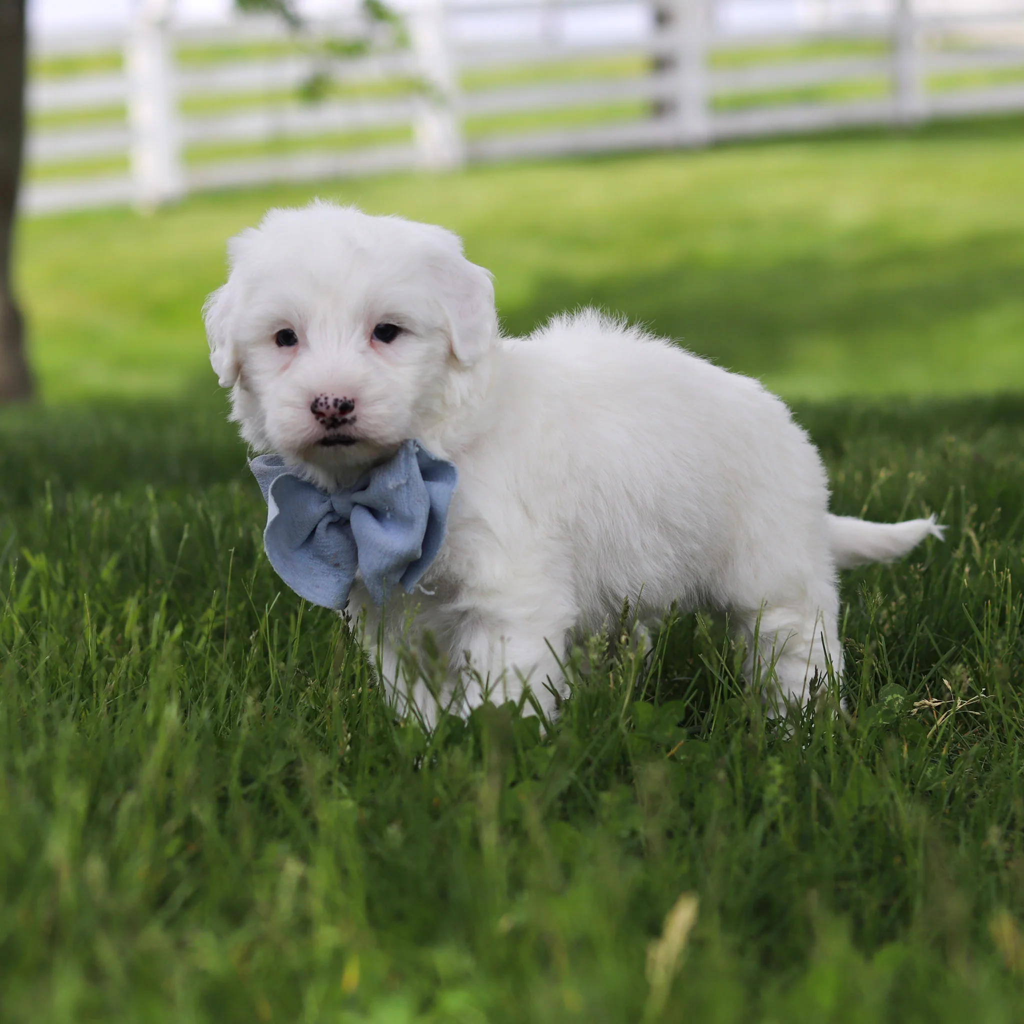 Spud - Available 5/28 - Image 2