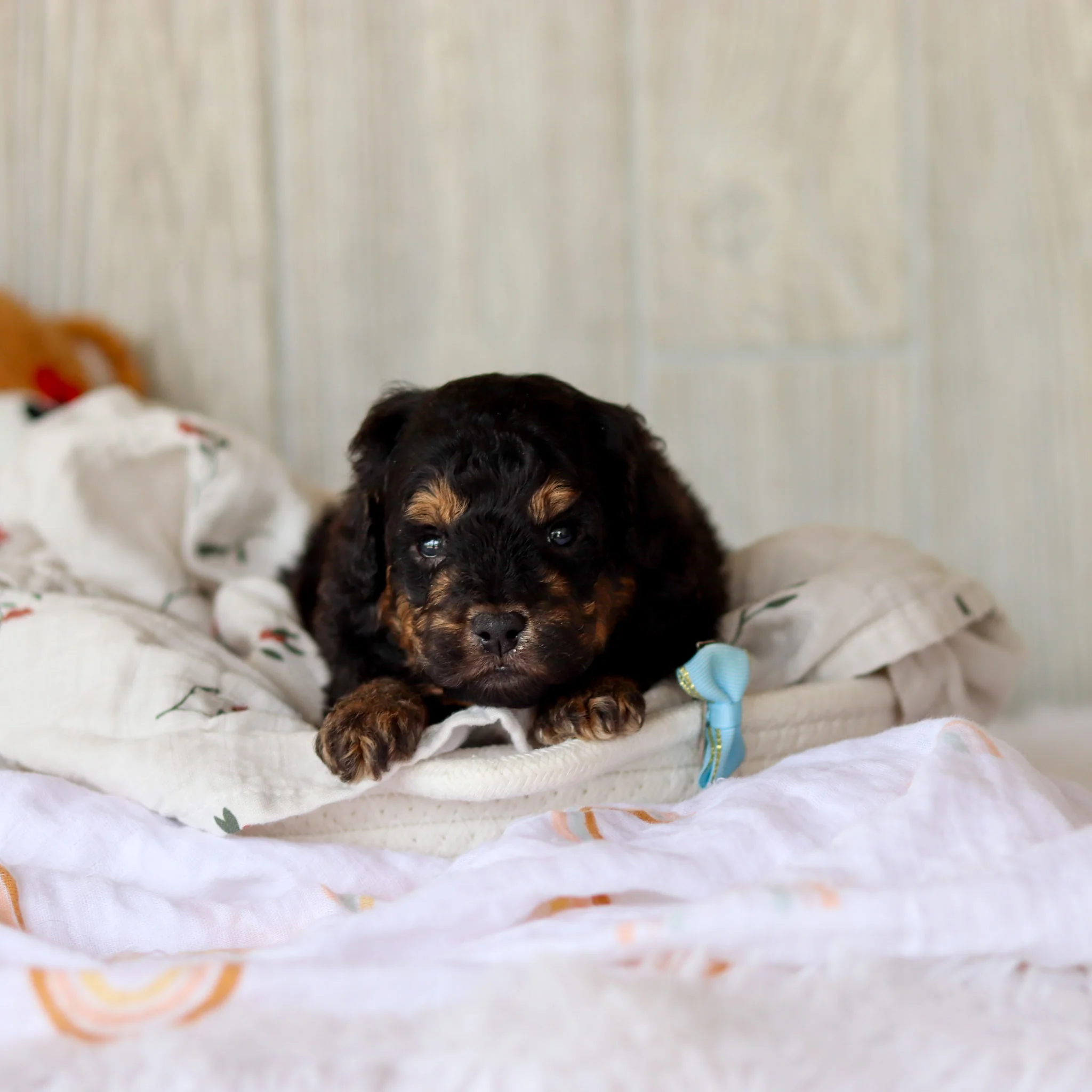 Sturgill - Available 6/4 - Image 2