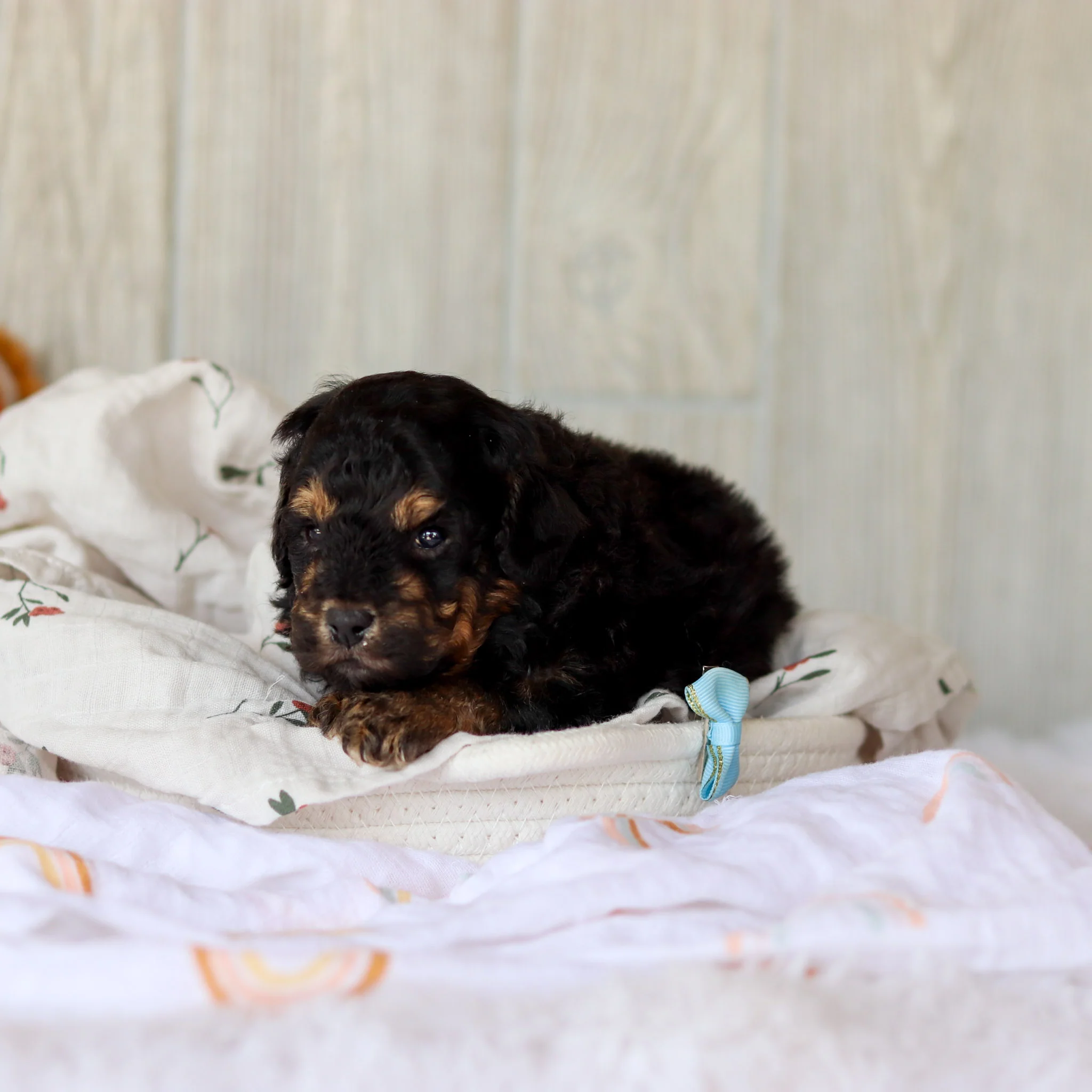 Sturgill - Available 6/4 - Image 3