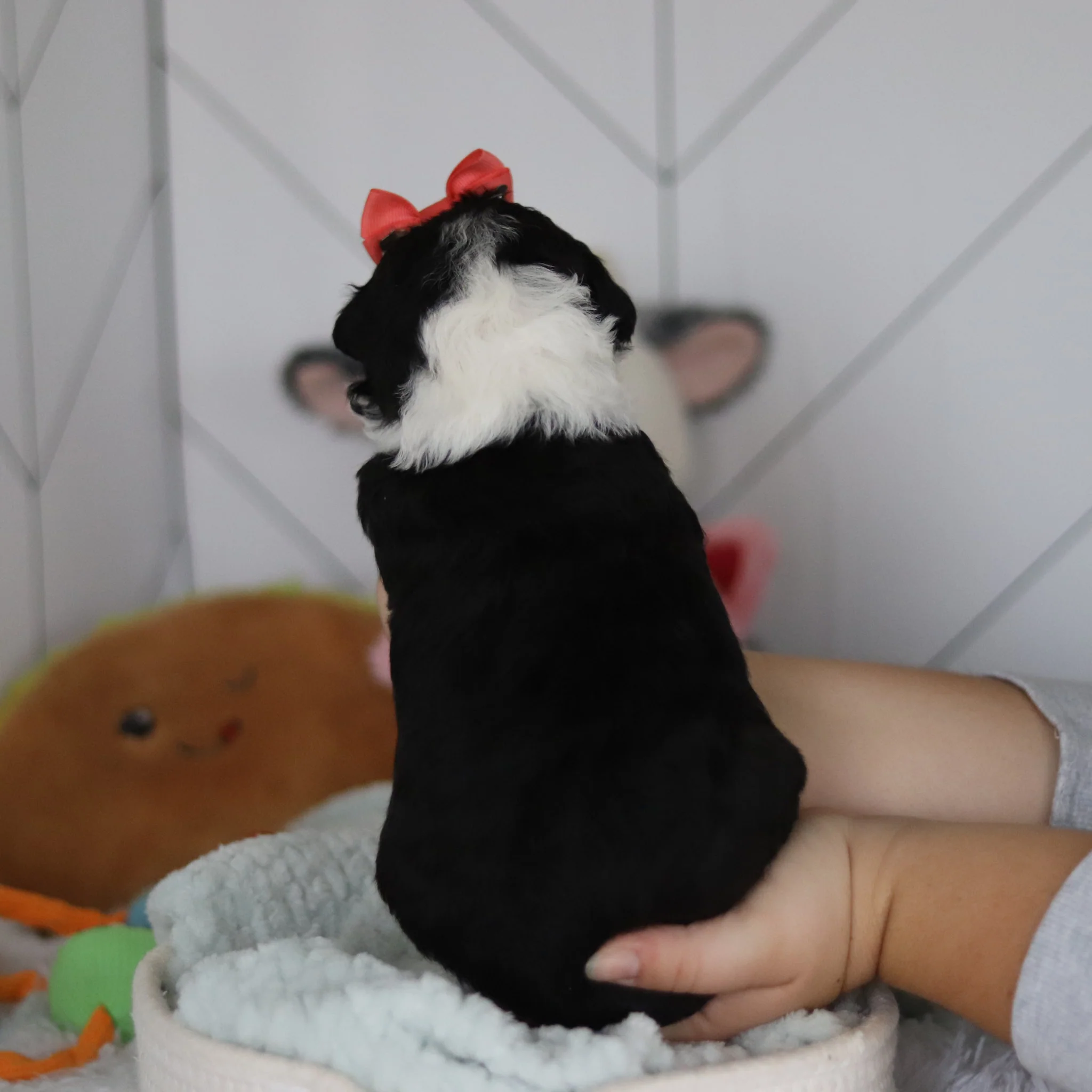 Susie - Available 5/28 - Image 7