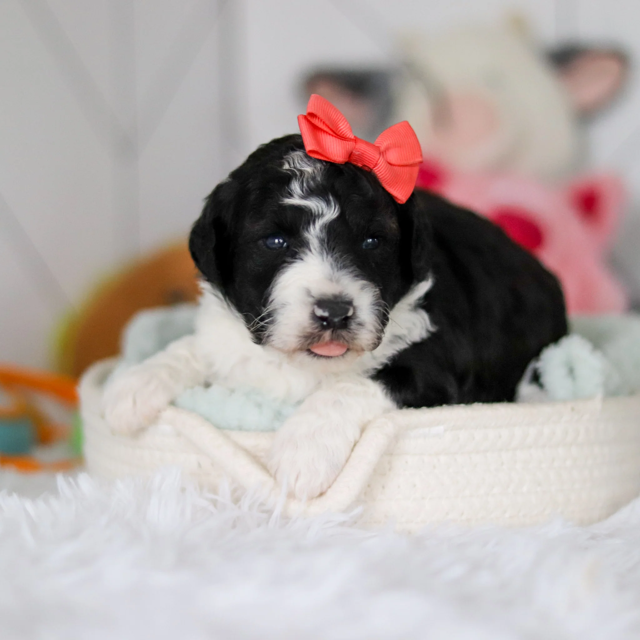 Susie - Available 5/28 - Image 8