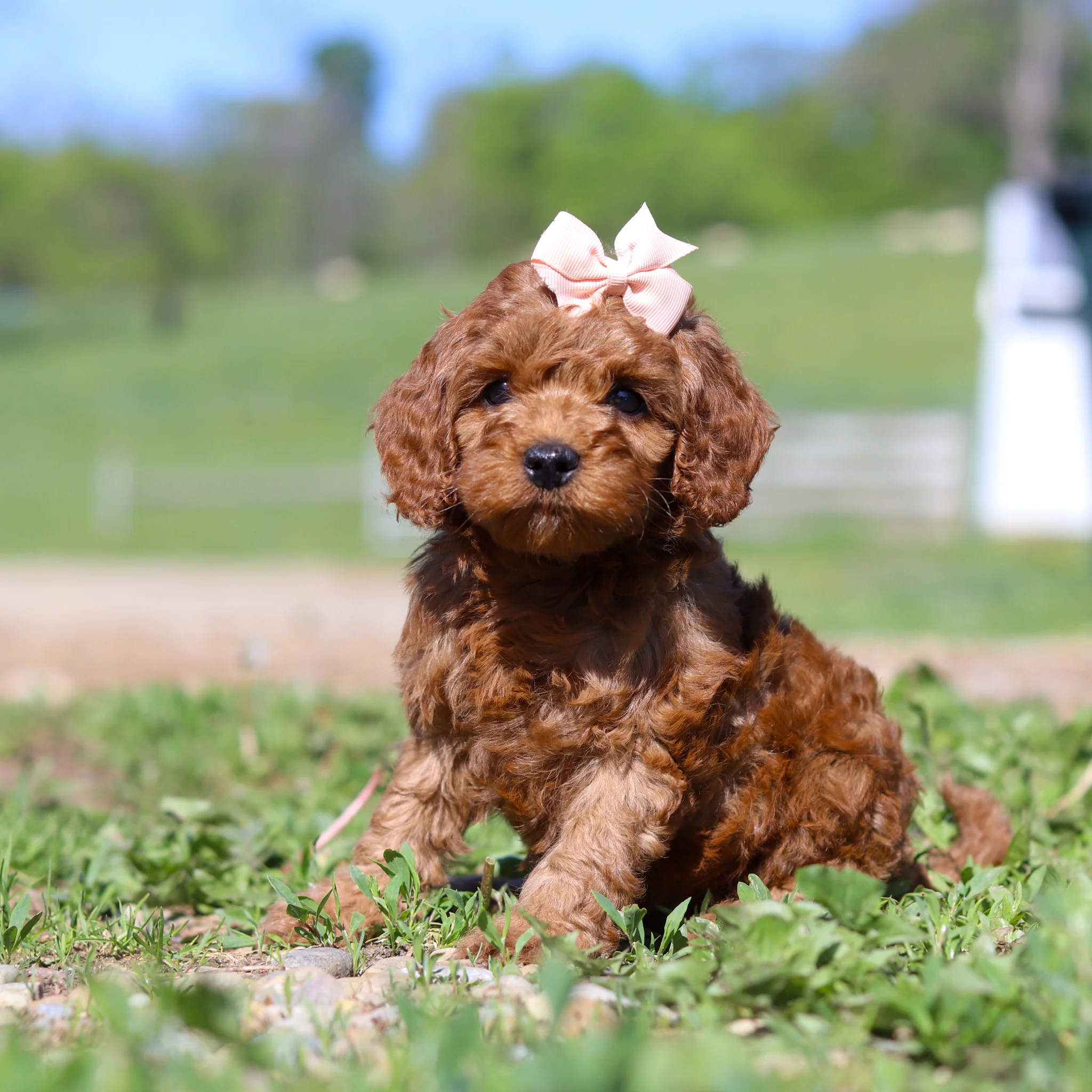 Taffy - Available 5/28 - Image 2