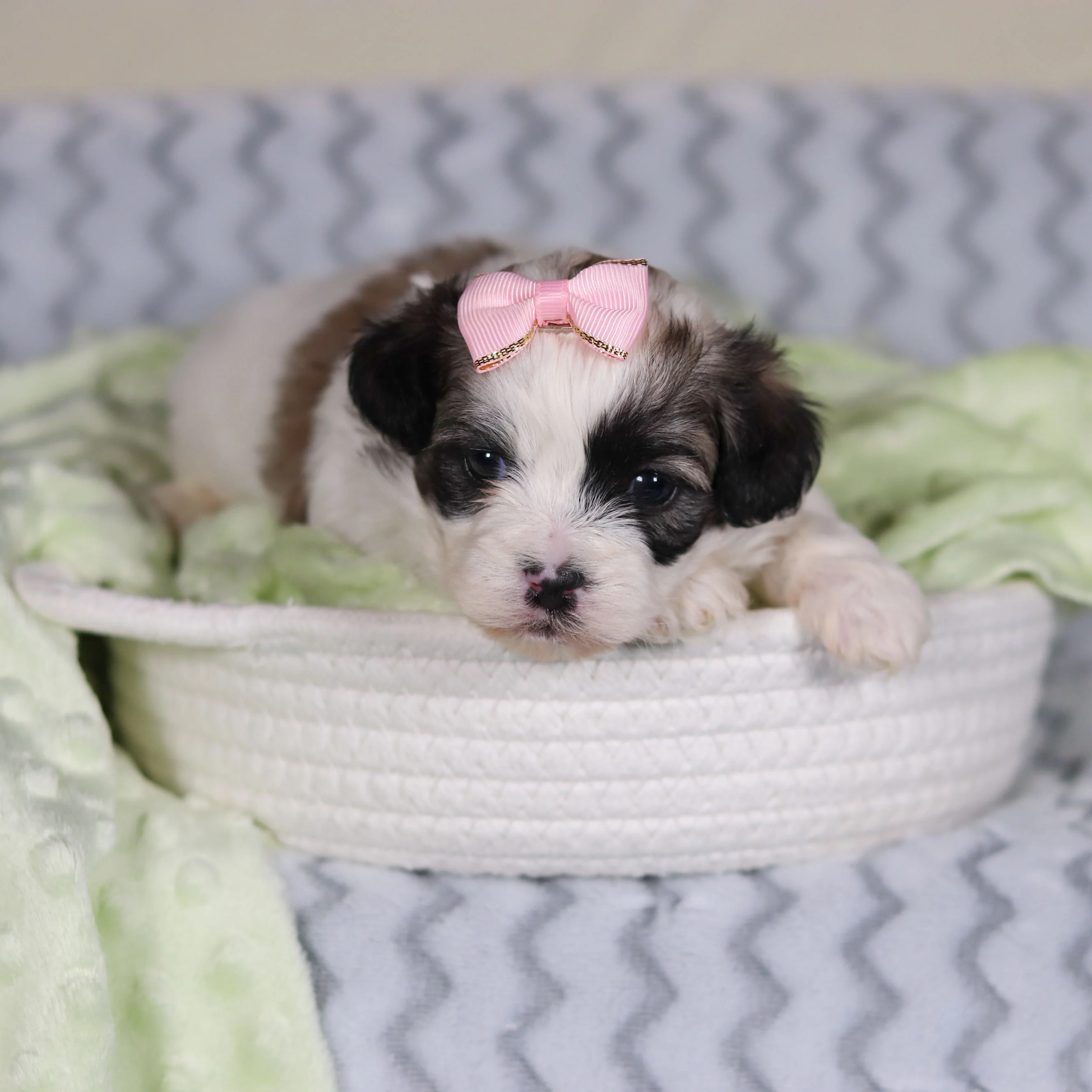Tilly - Available Now - Image 17