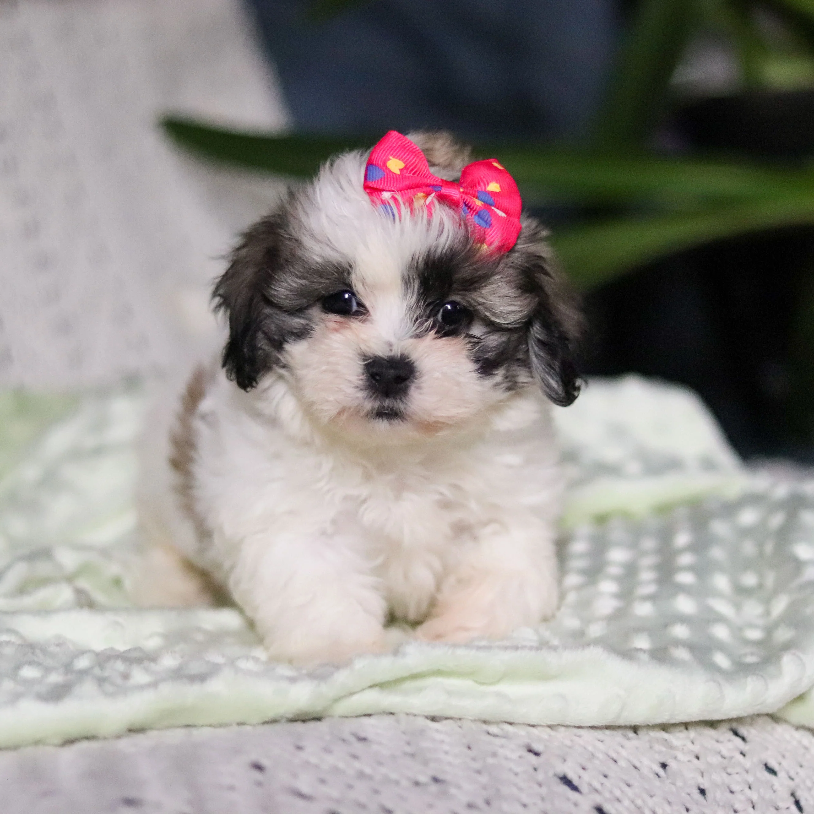 Tilly - Available Now - Image 6