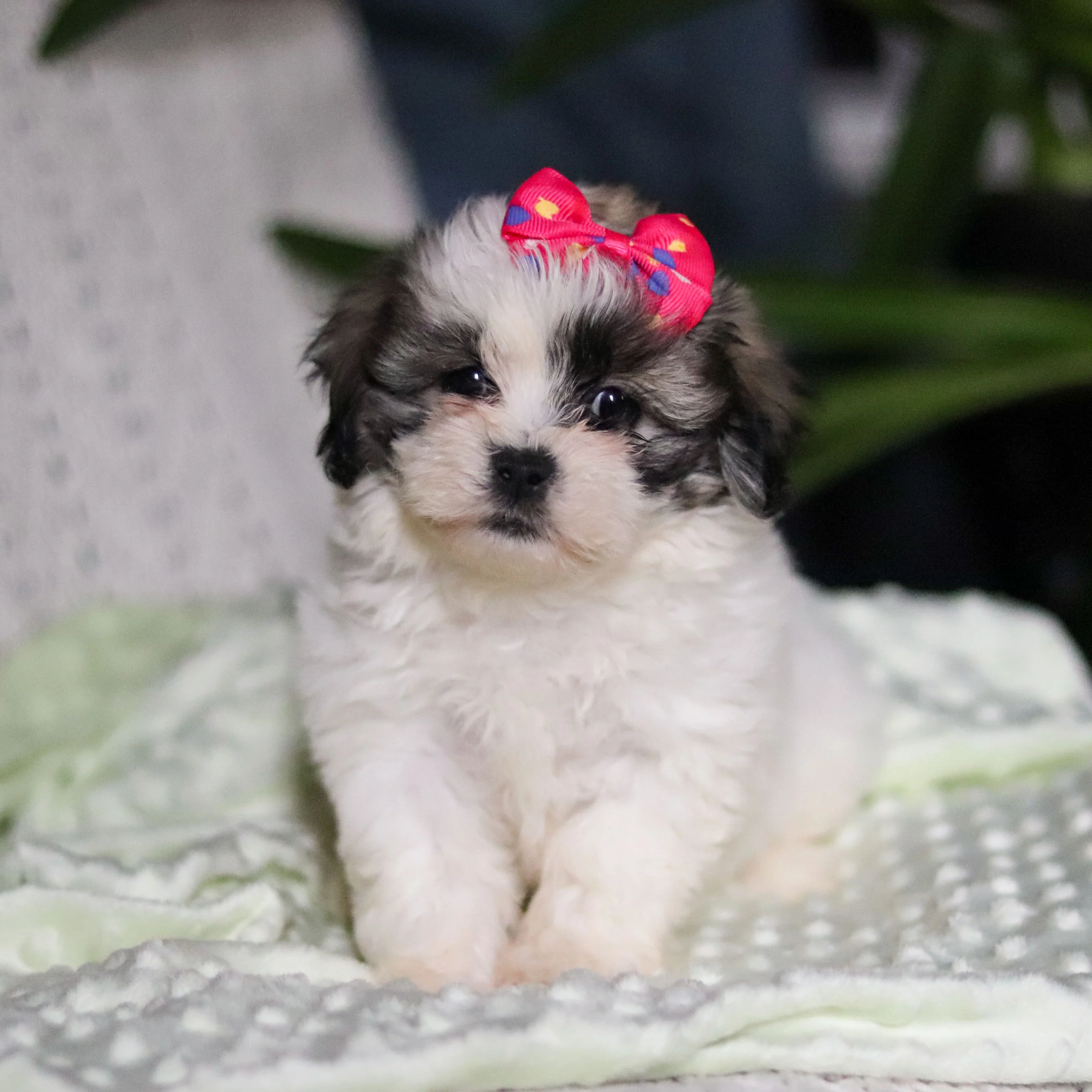 Tilly - Available Now - Image 8
