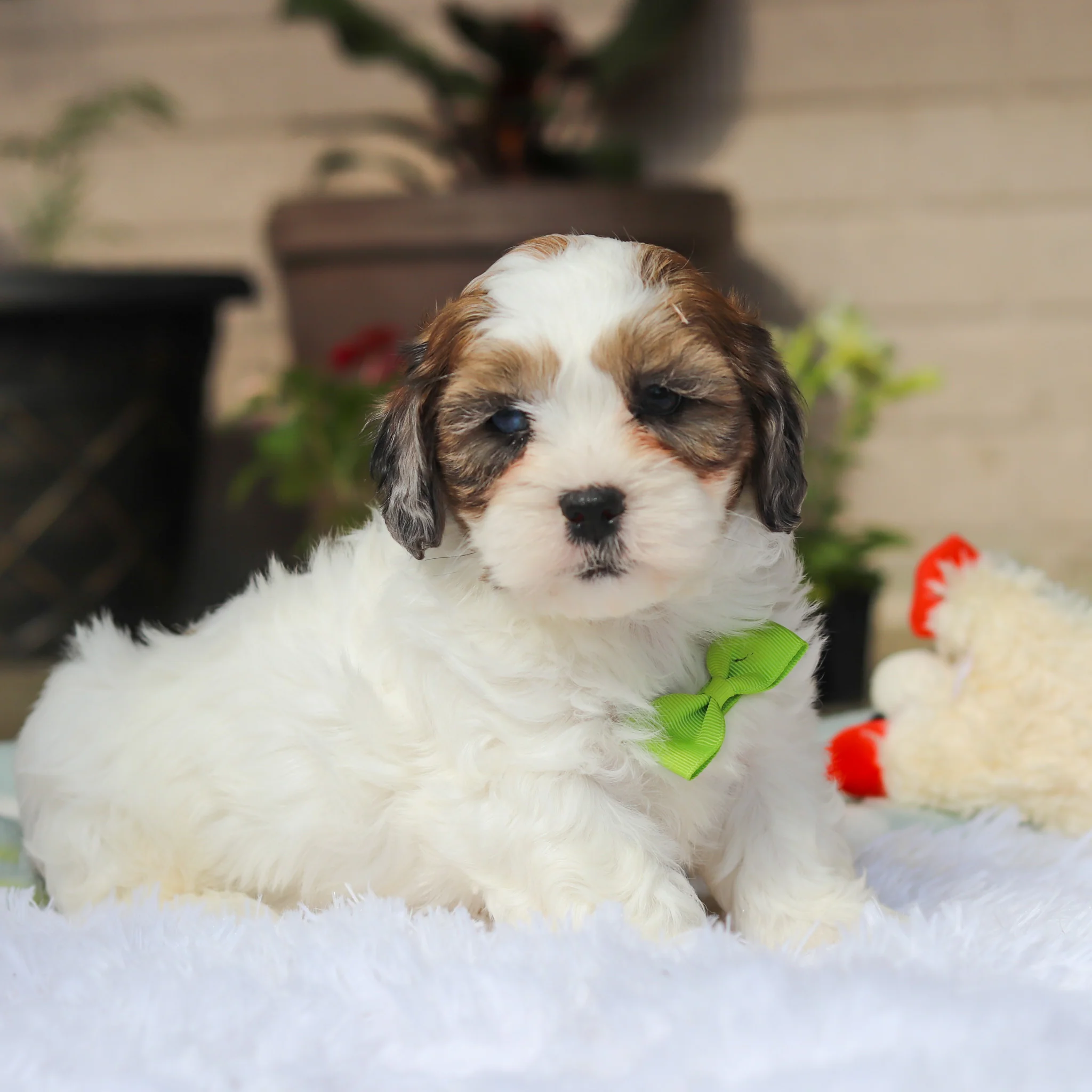 Toby - Available 5/21 - Image 3