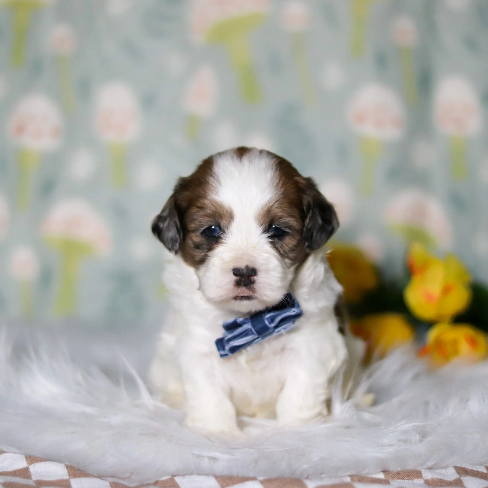 Toby - Available 5/21 - Image 7