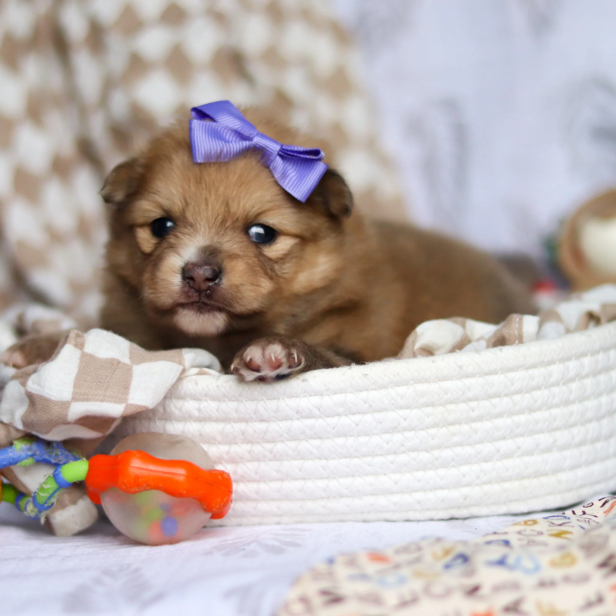 Tortellini - Available 6/11 - Image 4