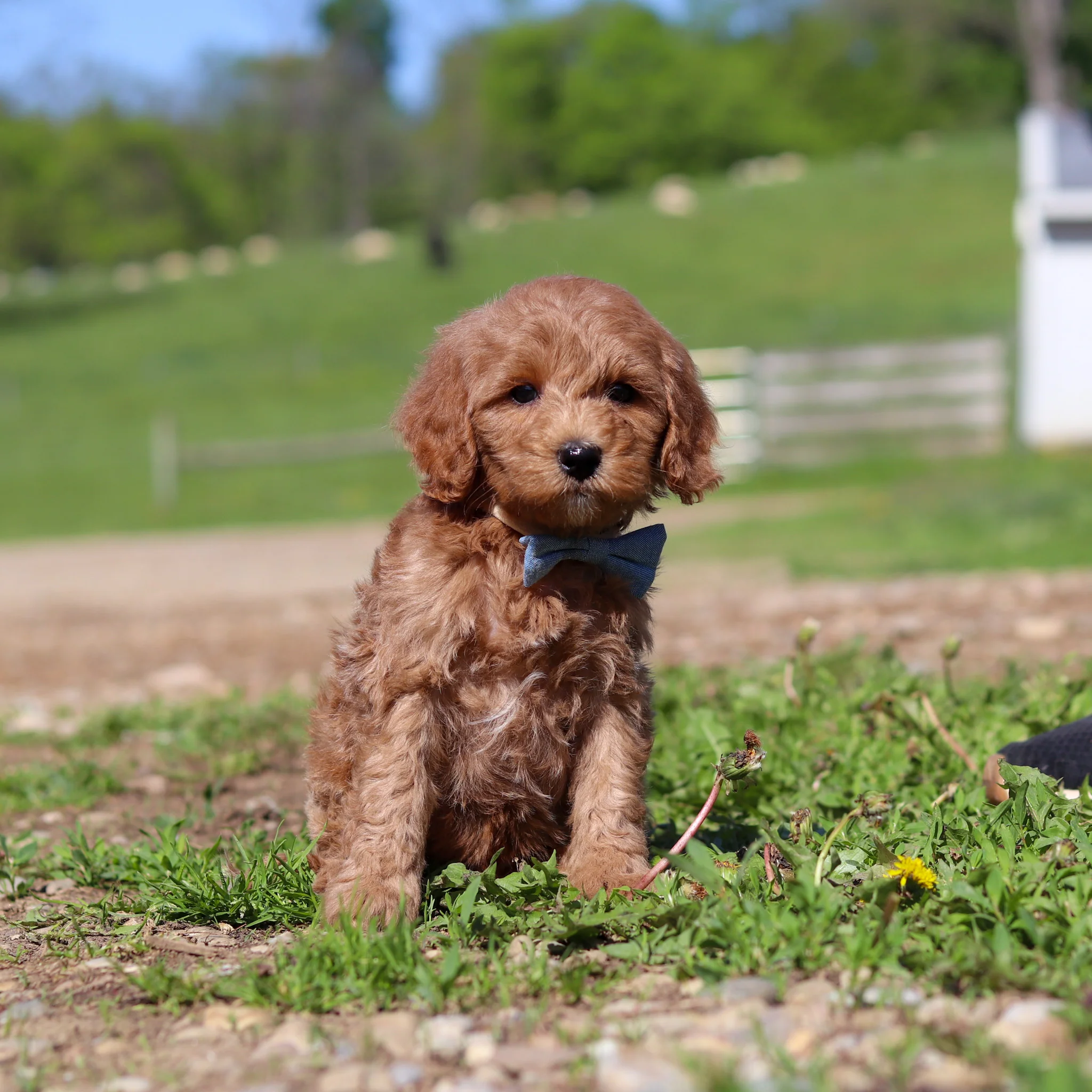 Townes - Available 5/28 - Image 2
